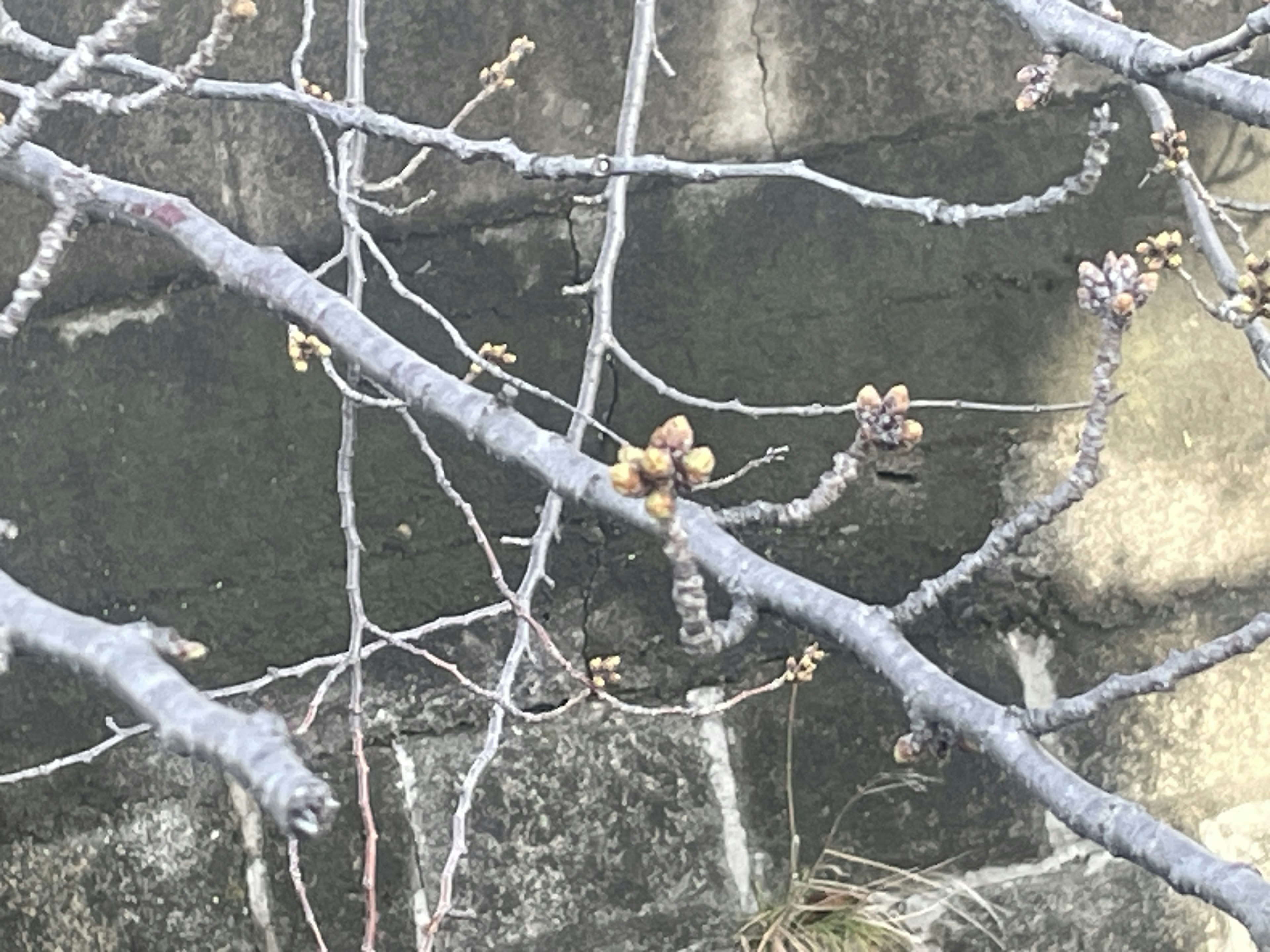 Zweige mit sprießenden Blättern und Knospen in einer winterlichen Umgebung