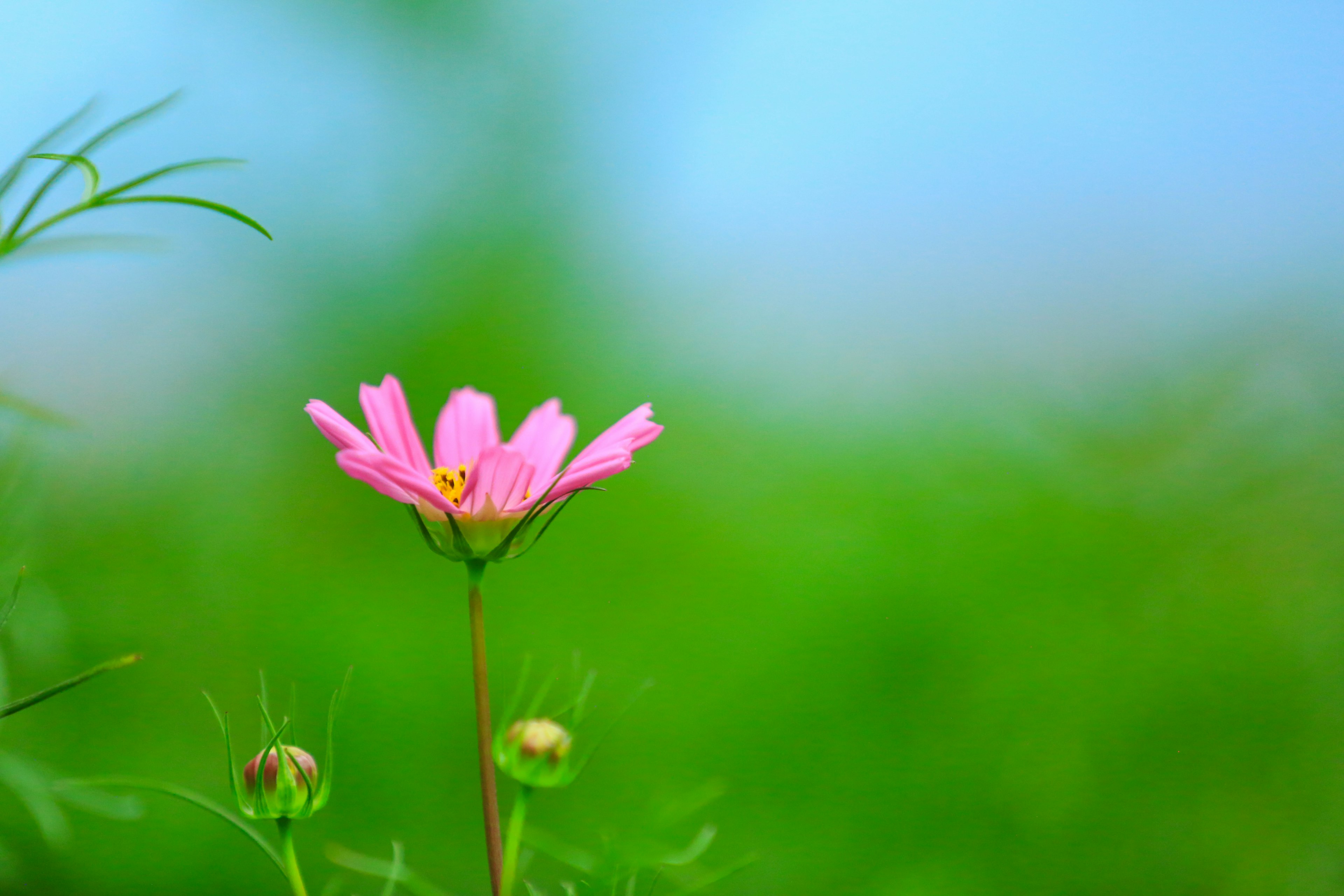 Eine rosa Blume hebt sich vor einem grünen Hintergrund ab