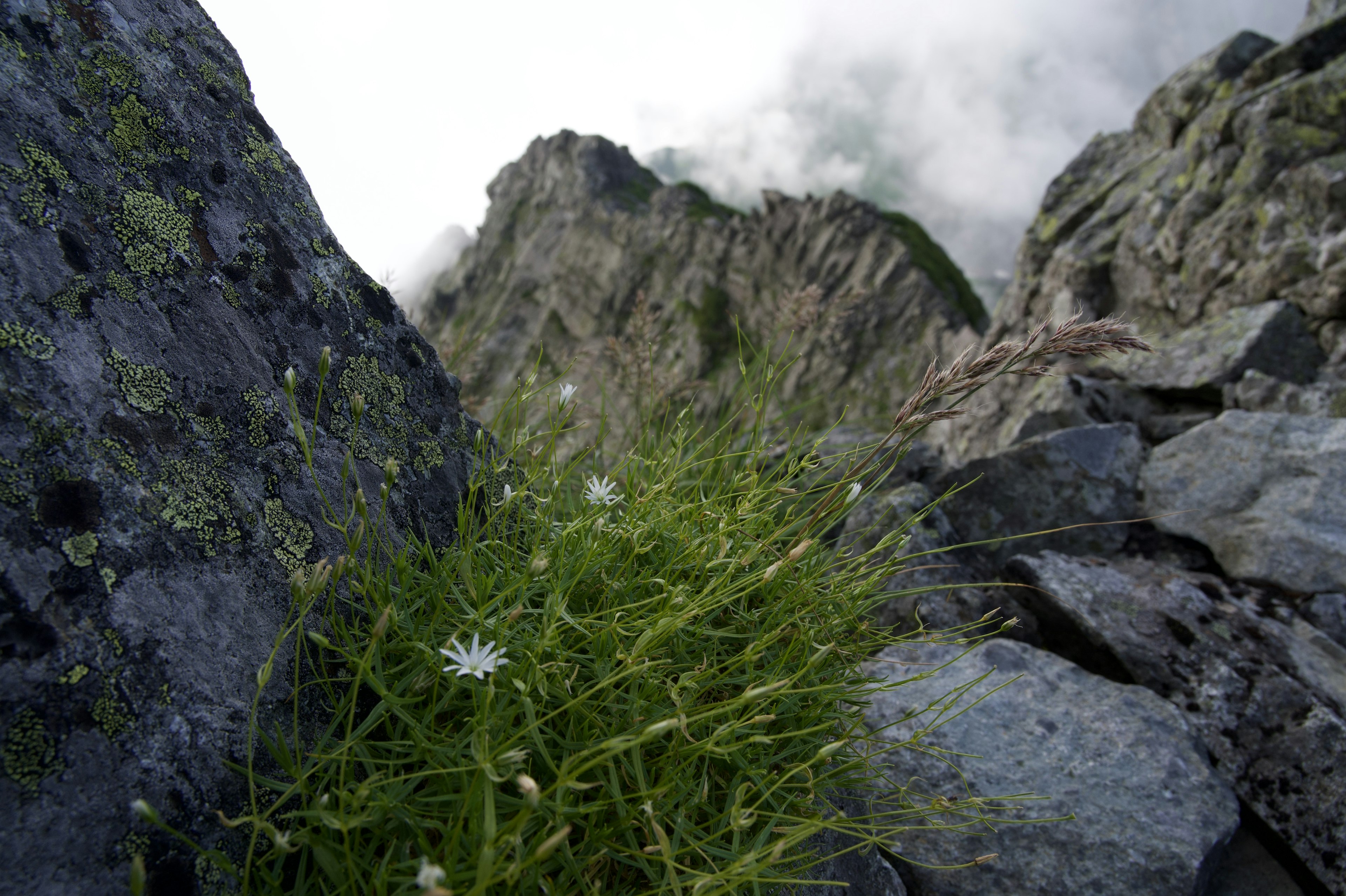 Petites fleurs blanches et herbe verte poussant entre des rochers avec un arrière-plan de montagne escarpée