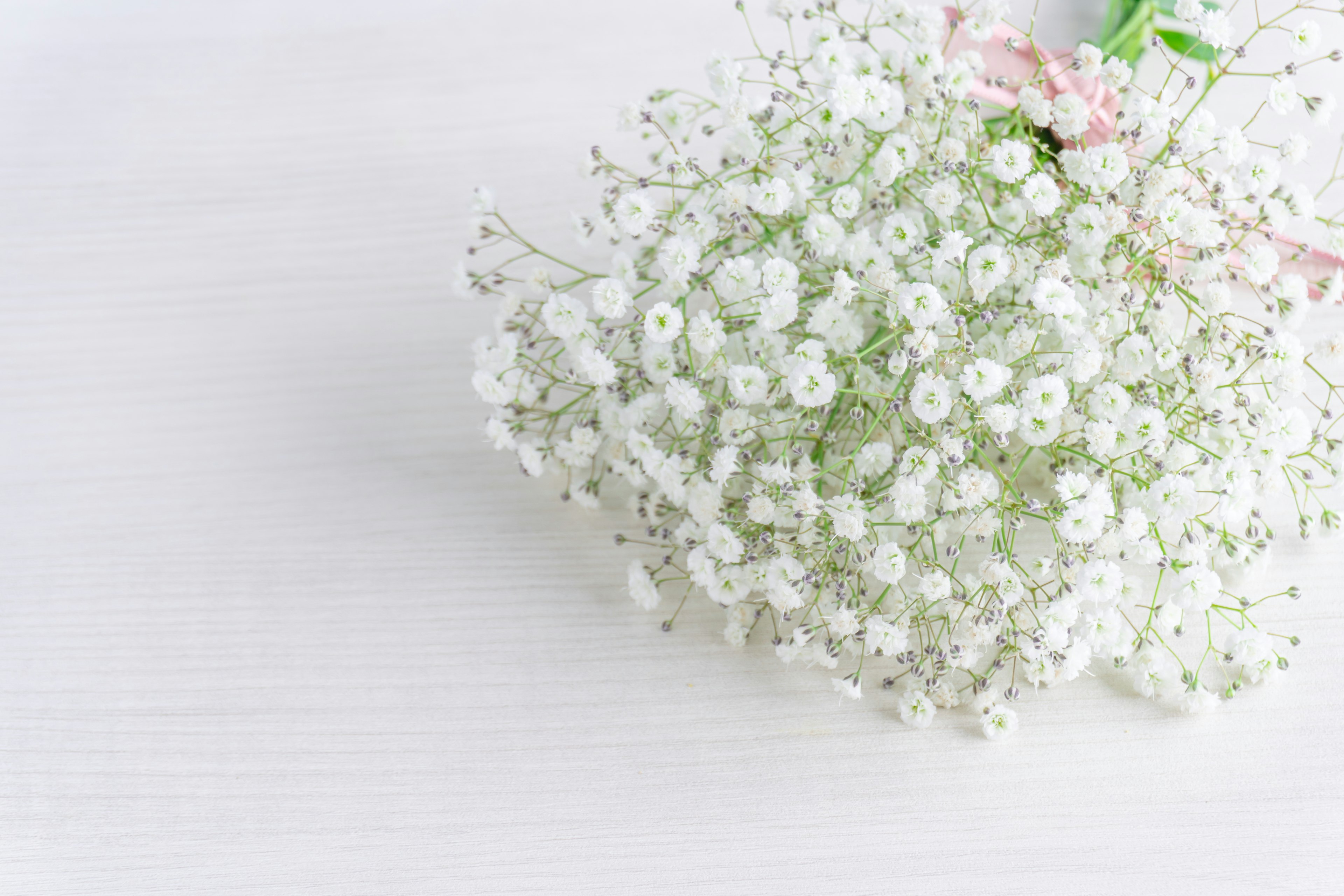 A bouquet of small white flowers with green stems tied with a pink ribbon