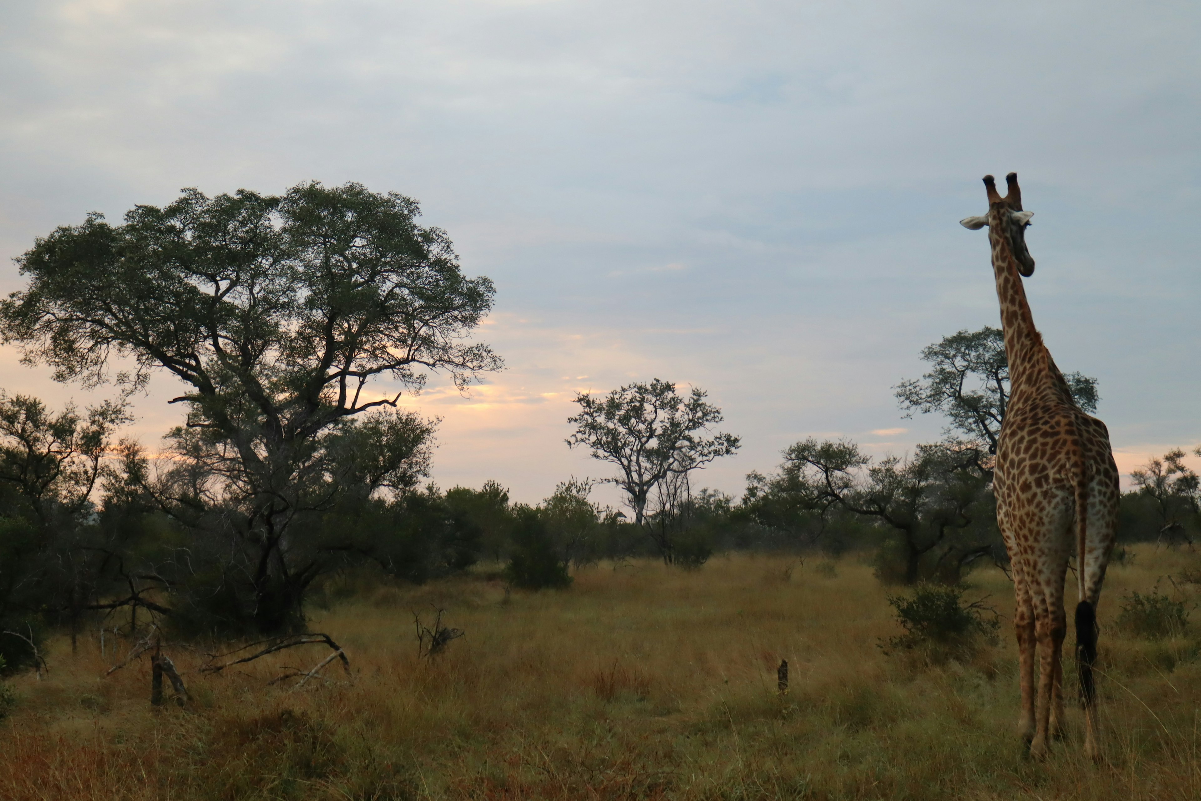 Giraffe steht in der Savanne bei Dämmerung mit Bäumen im Hintergrund