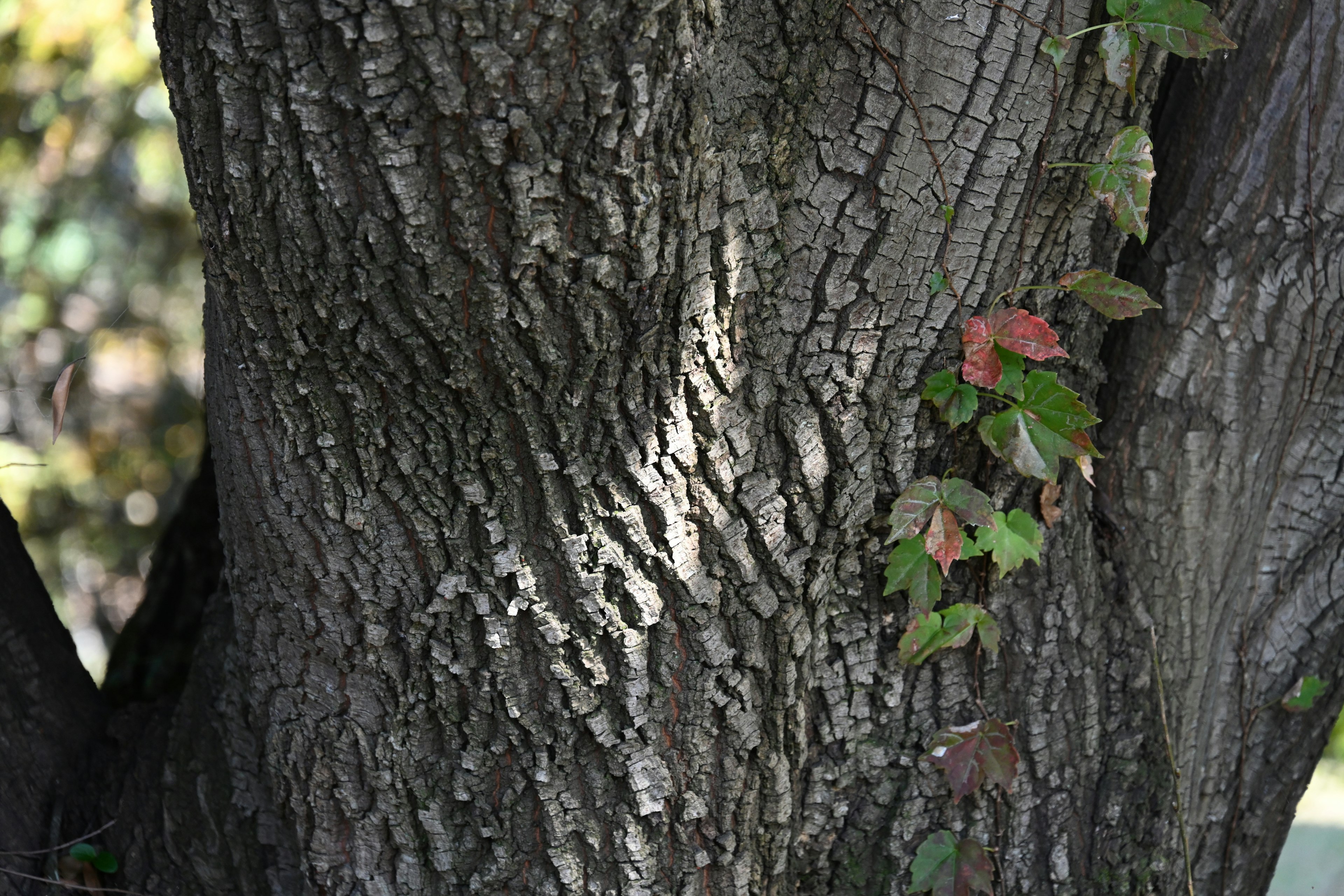 Imagen que muestra la textura detallada de un tronco de árbol con hojas de enredadera