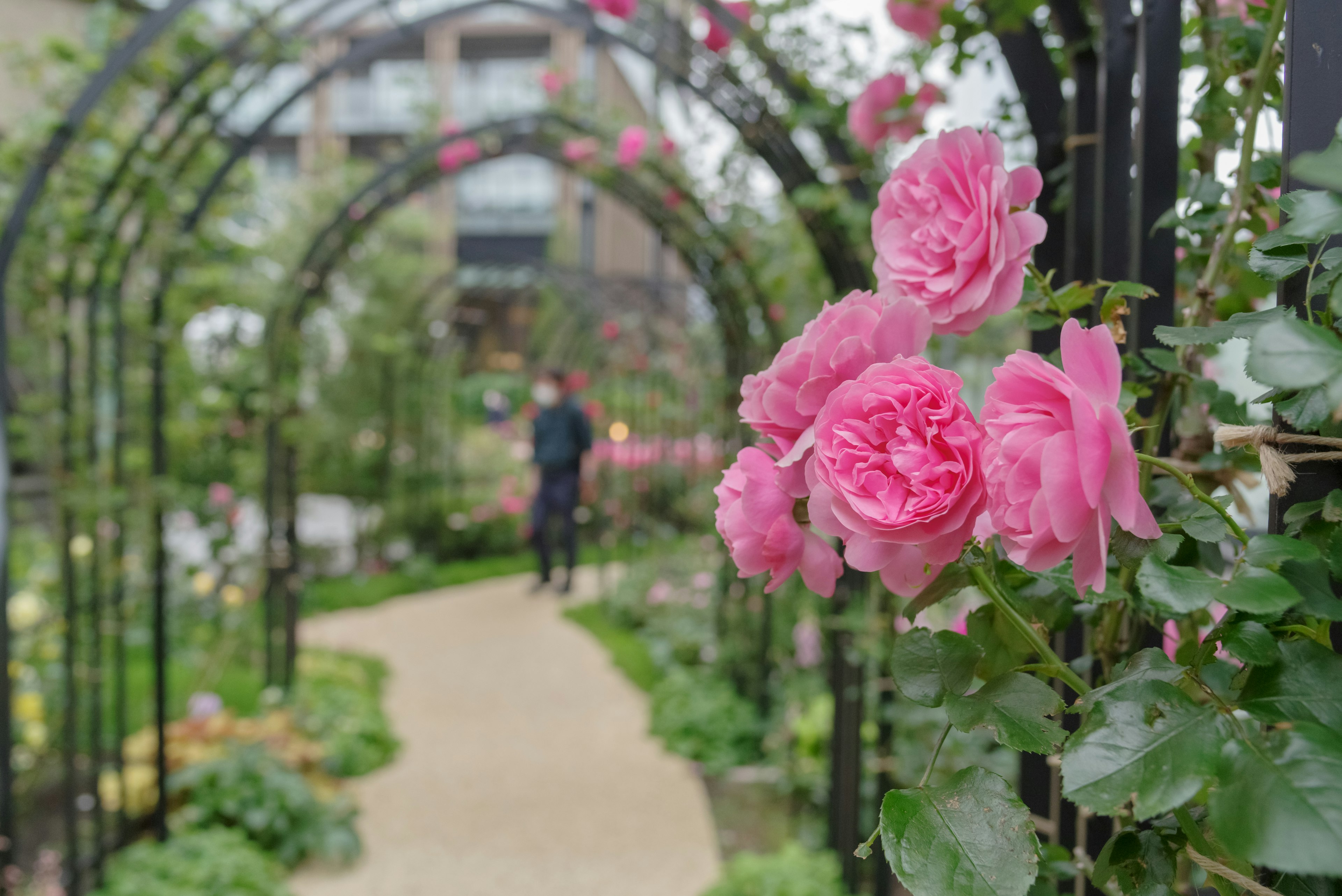 Person geht durch einen Bogen aus rosa Rosen in einem schönen Garten