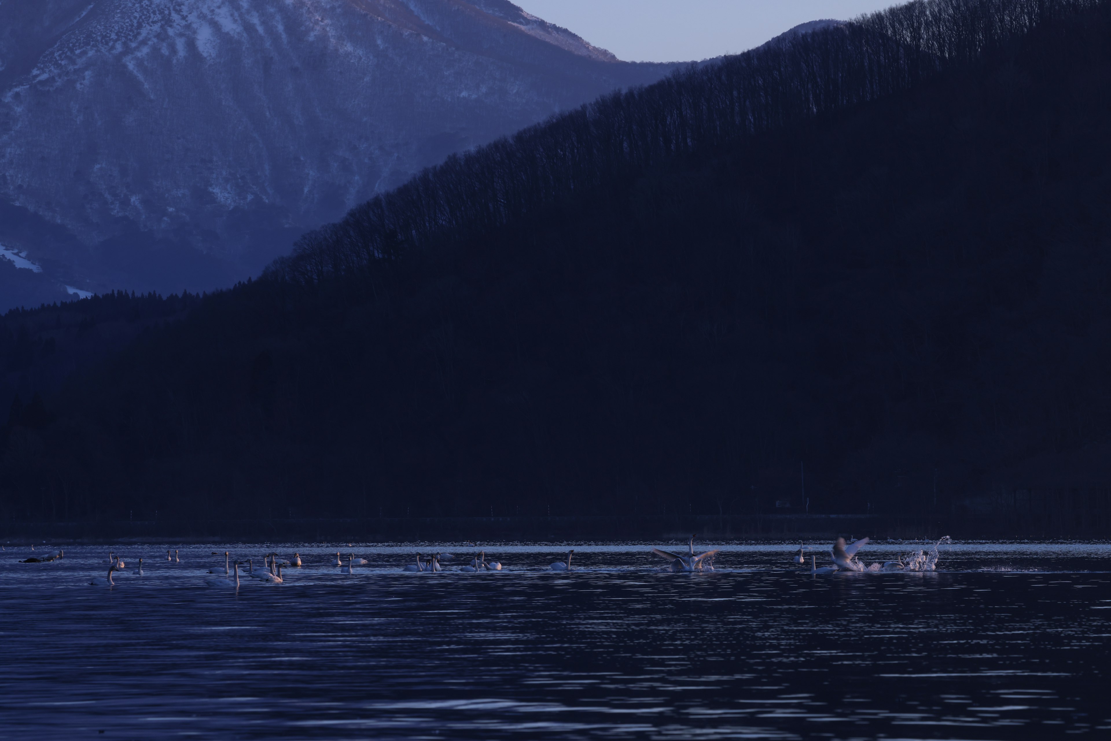 Swans floating on a lake with mountains in the background