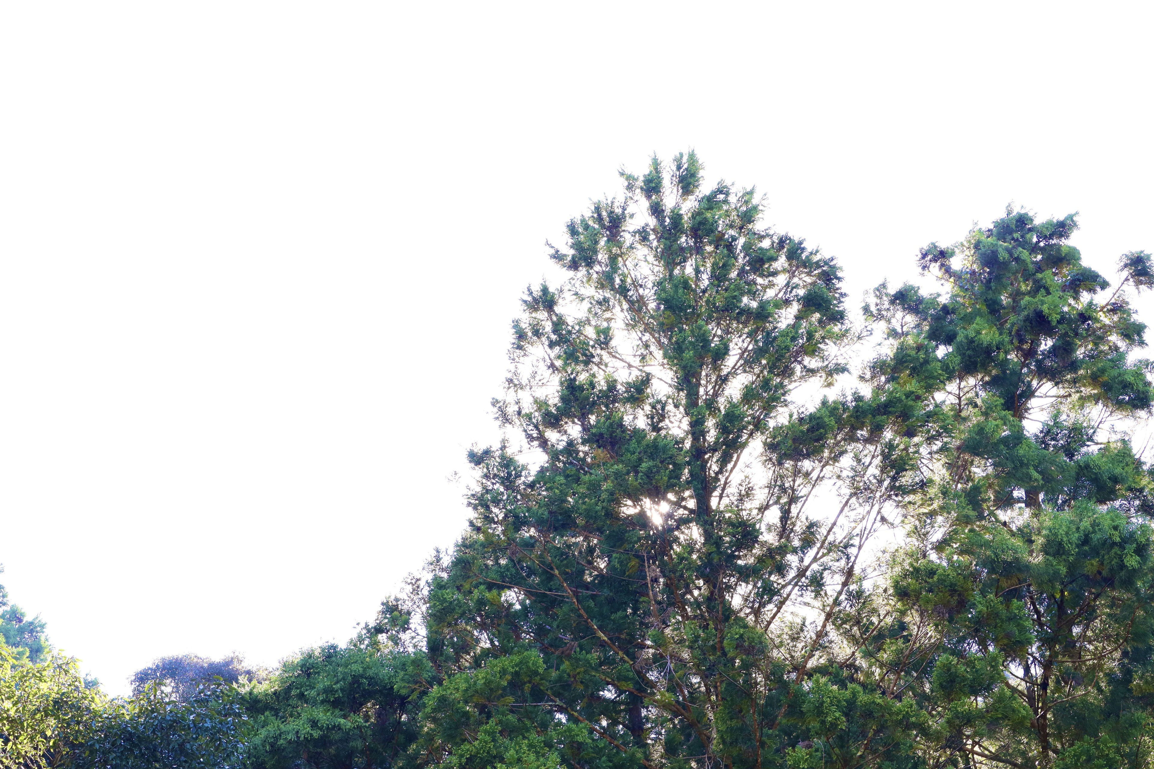 Lush green forest with tall trees standing prominently