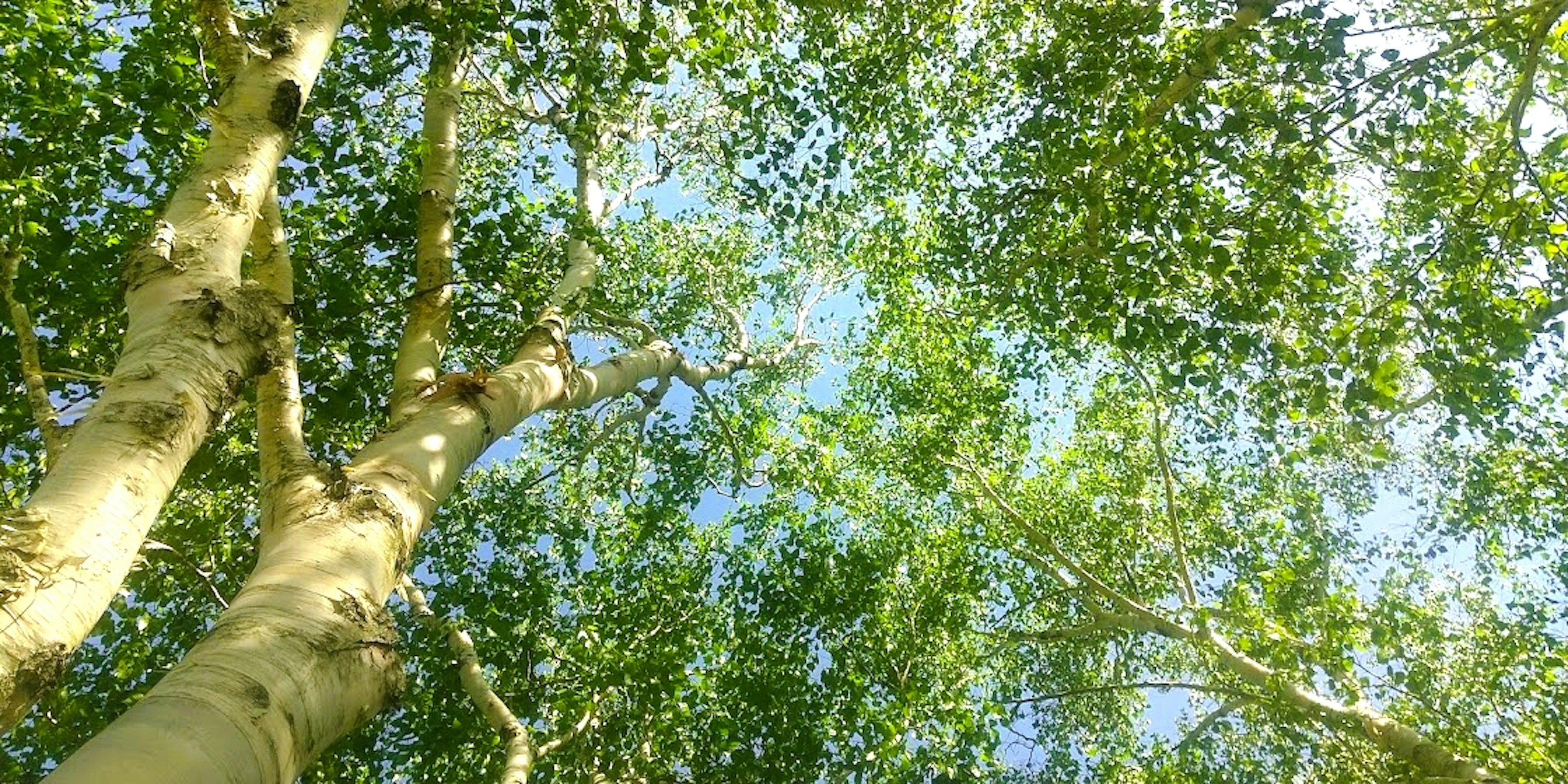 青空と緑の葉が広がる木々の上部の景色