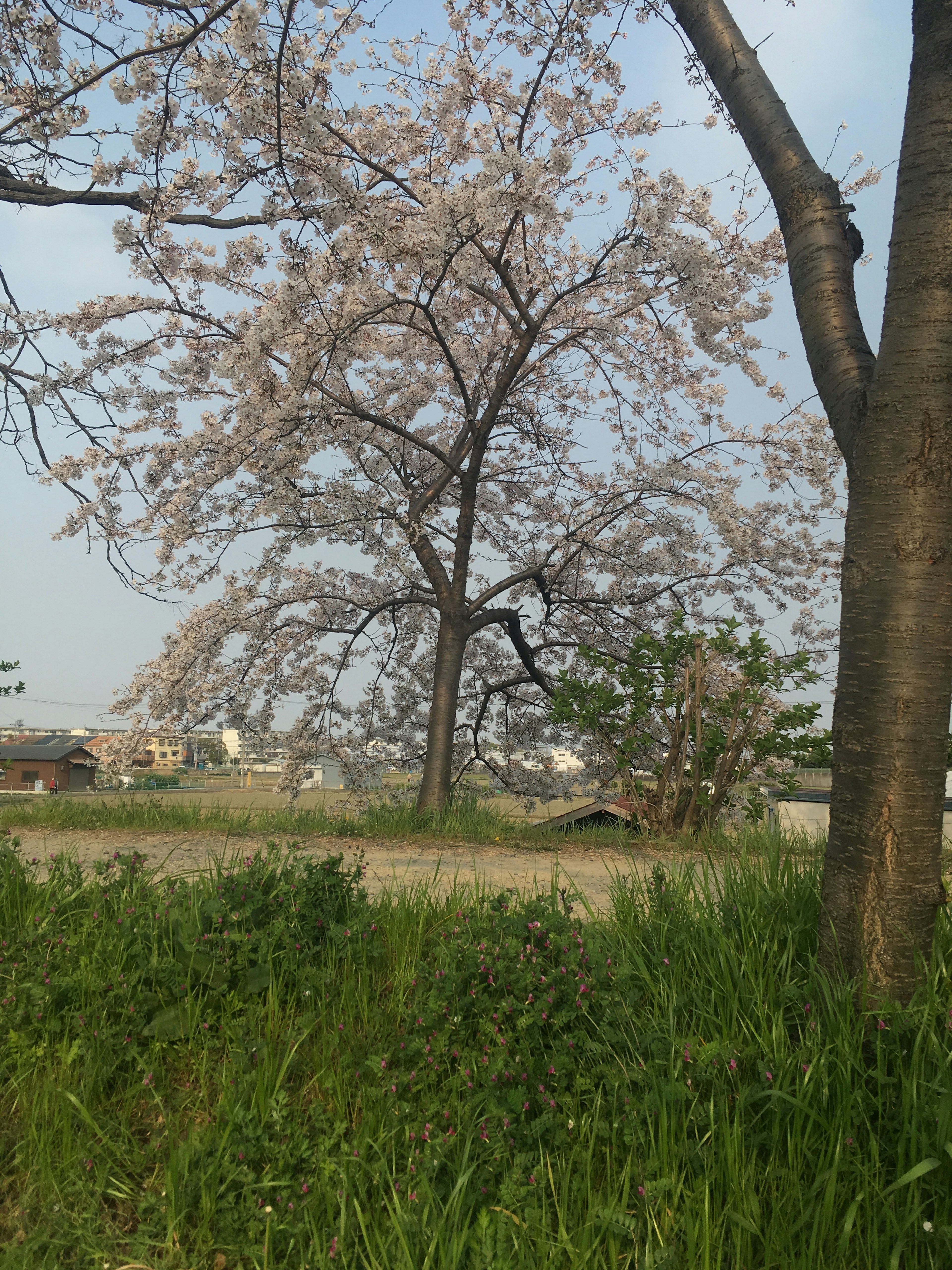 一個背景是櫻花樹和綠色草地的風景