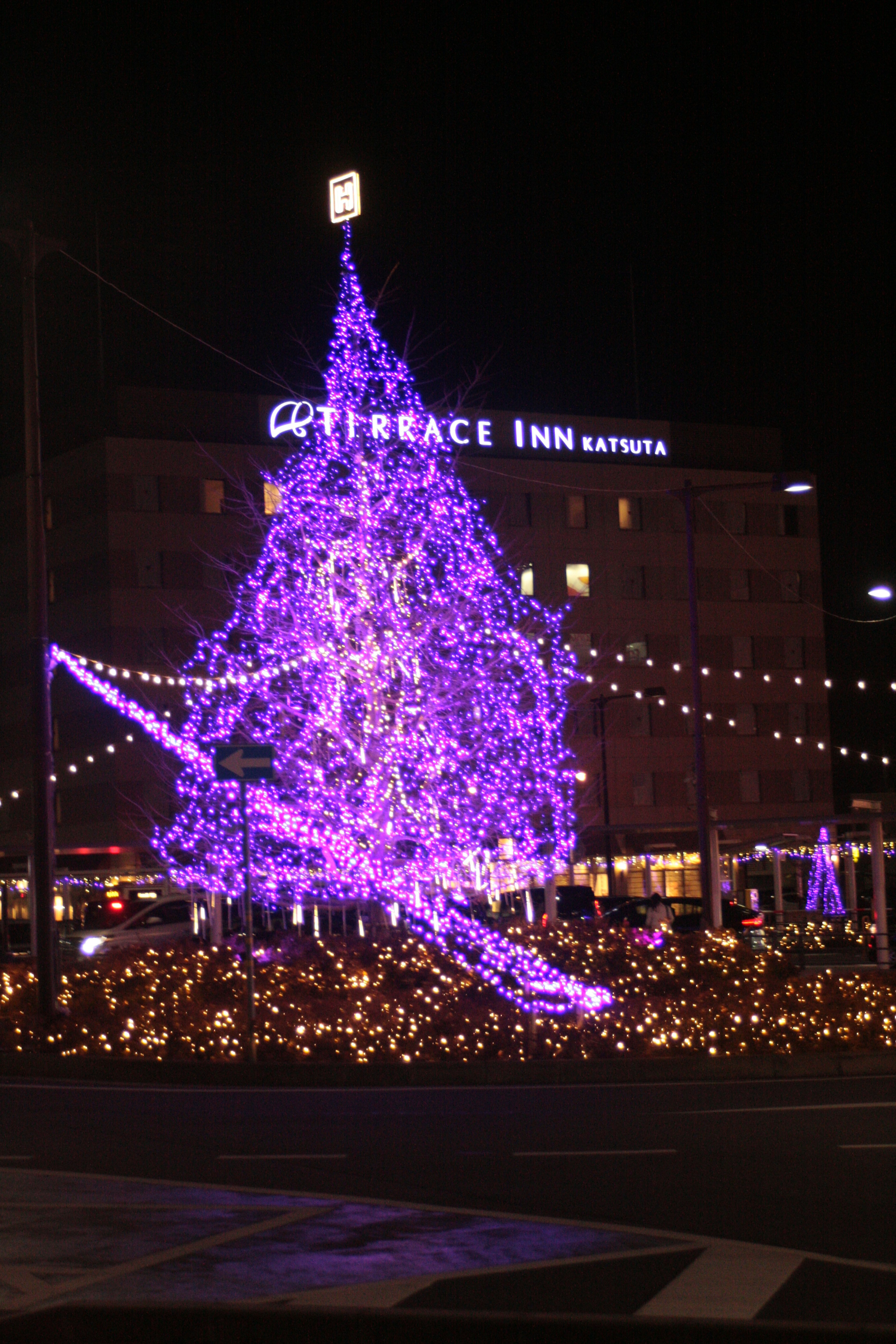 Illuminated purple Christmas tree at night in front of Terrace Inn