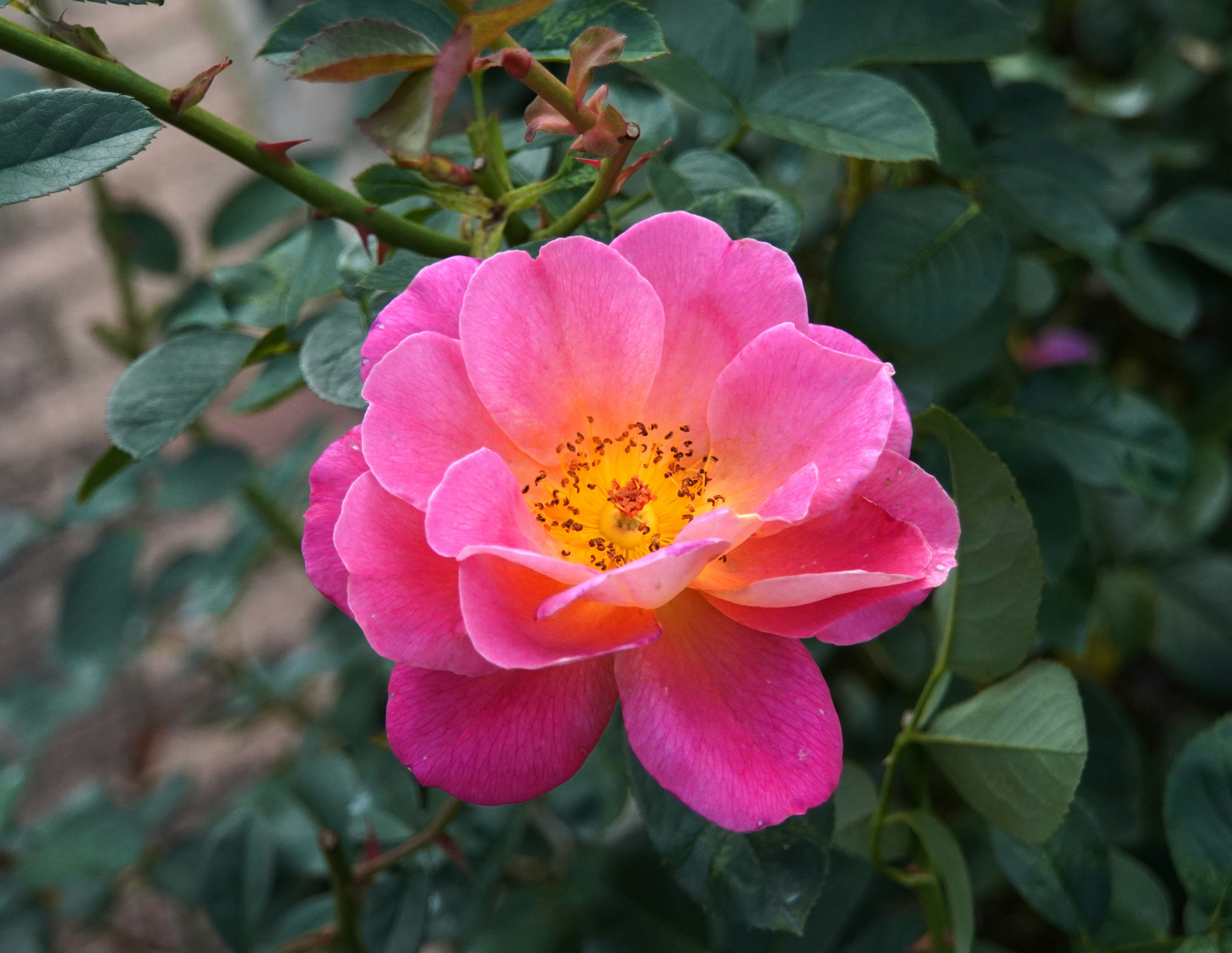 Lebendige rosa Blume umgeben von grünen Blättern