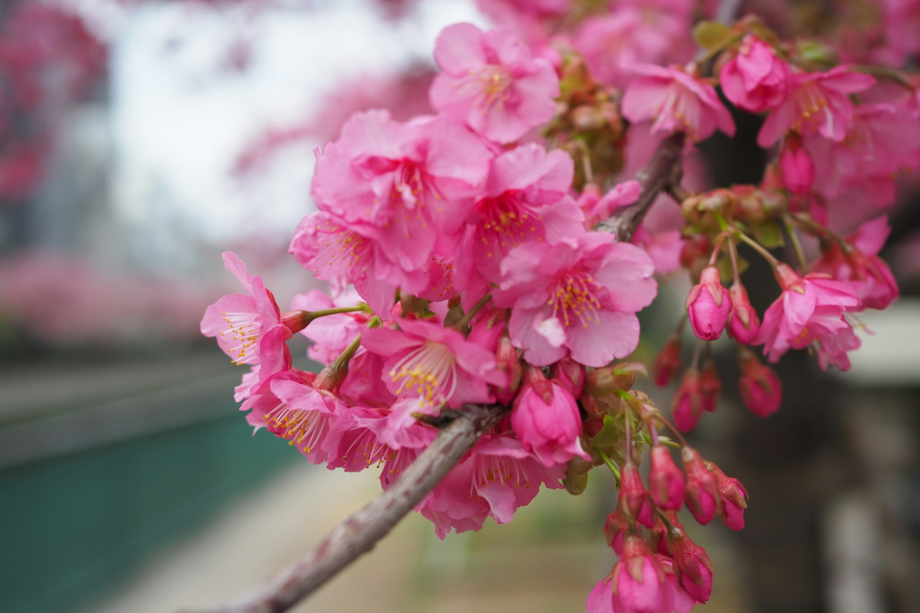 桜の花が咲いている枝のクローズアップ