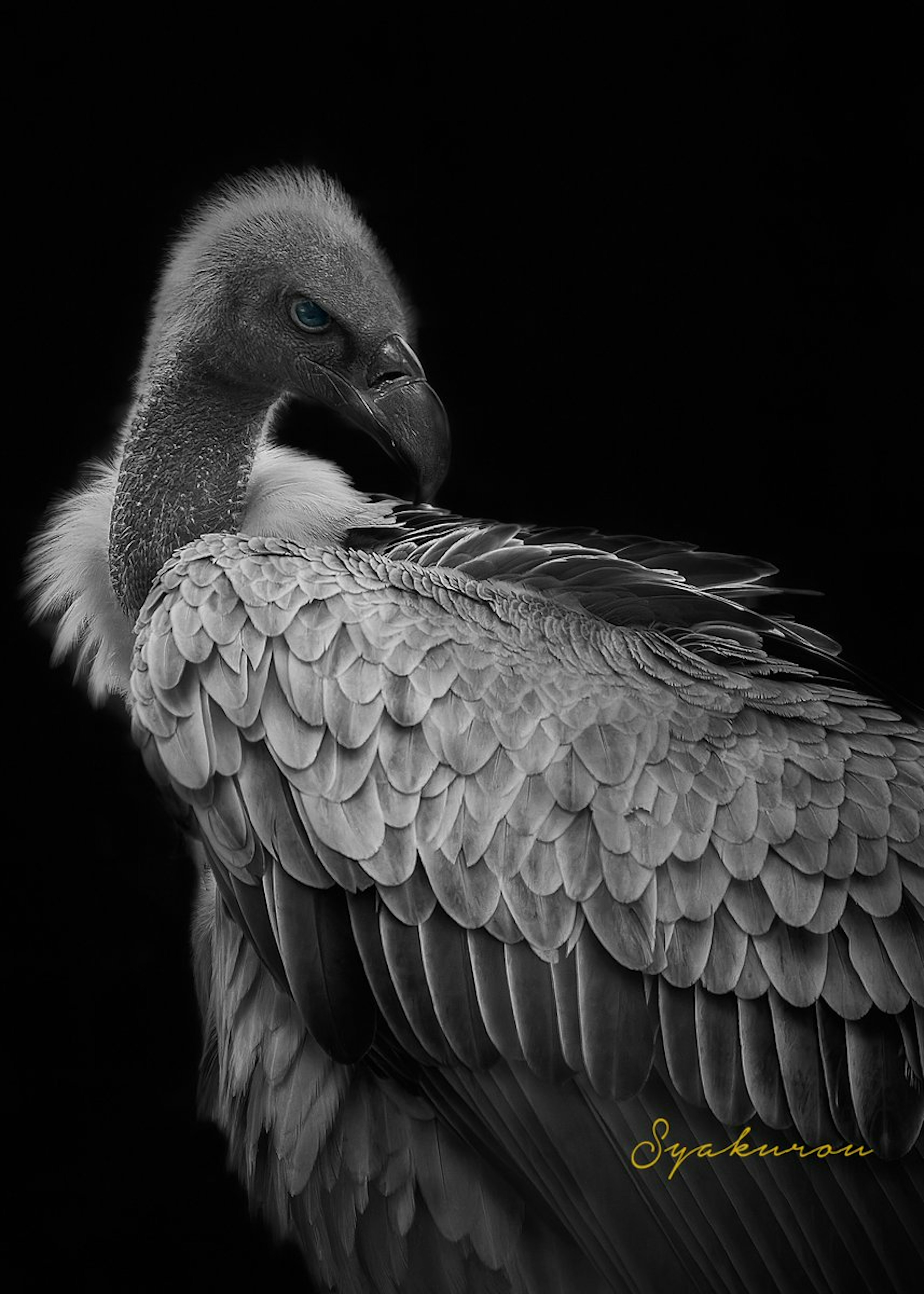 Close-up burung pemangsa dengan bulu putih di latar belakang hitam