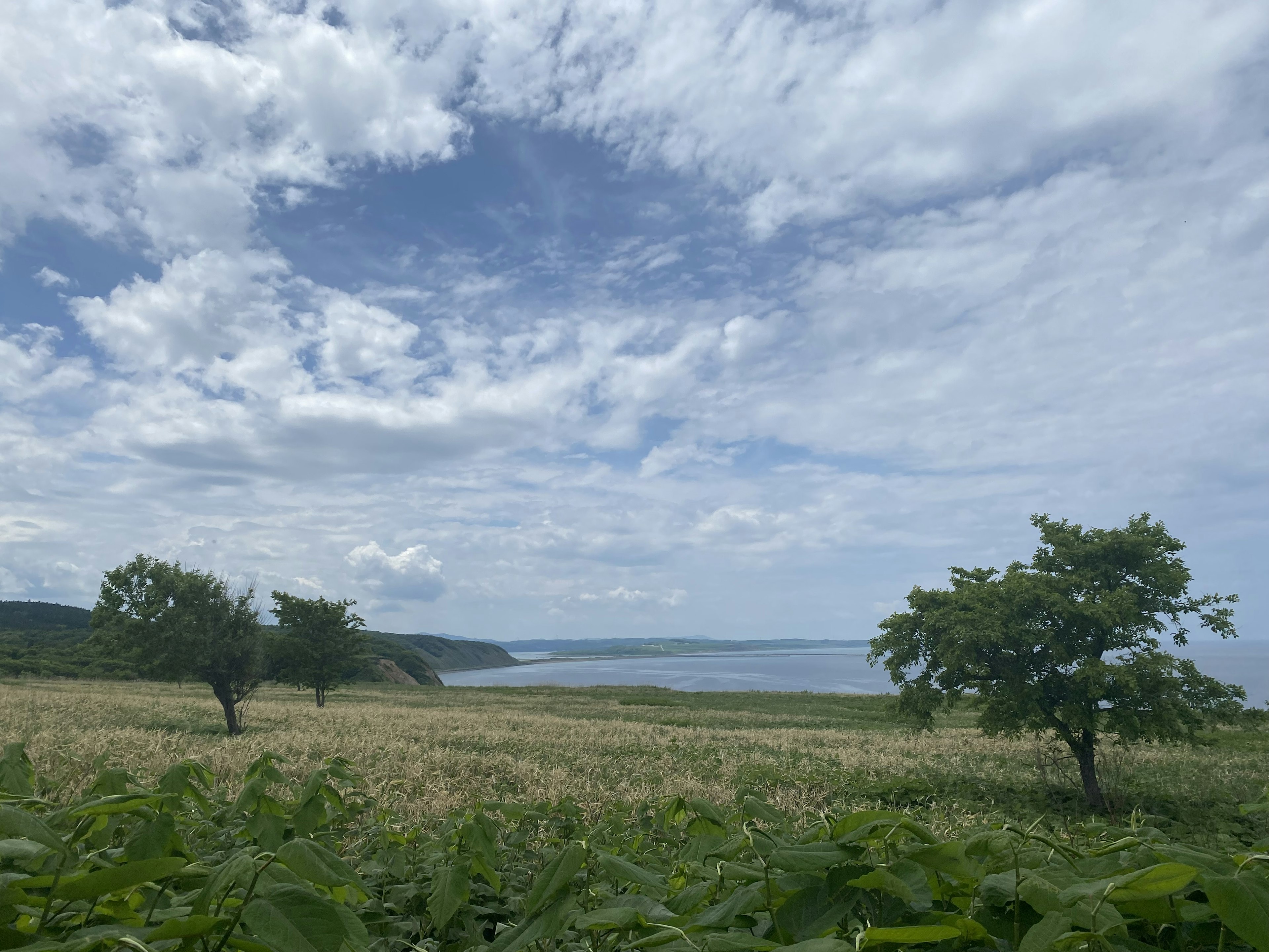 Vista panoramica con cielo blu e nuvole bianche due alberi e mare visibile