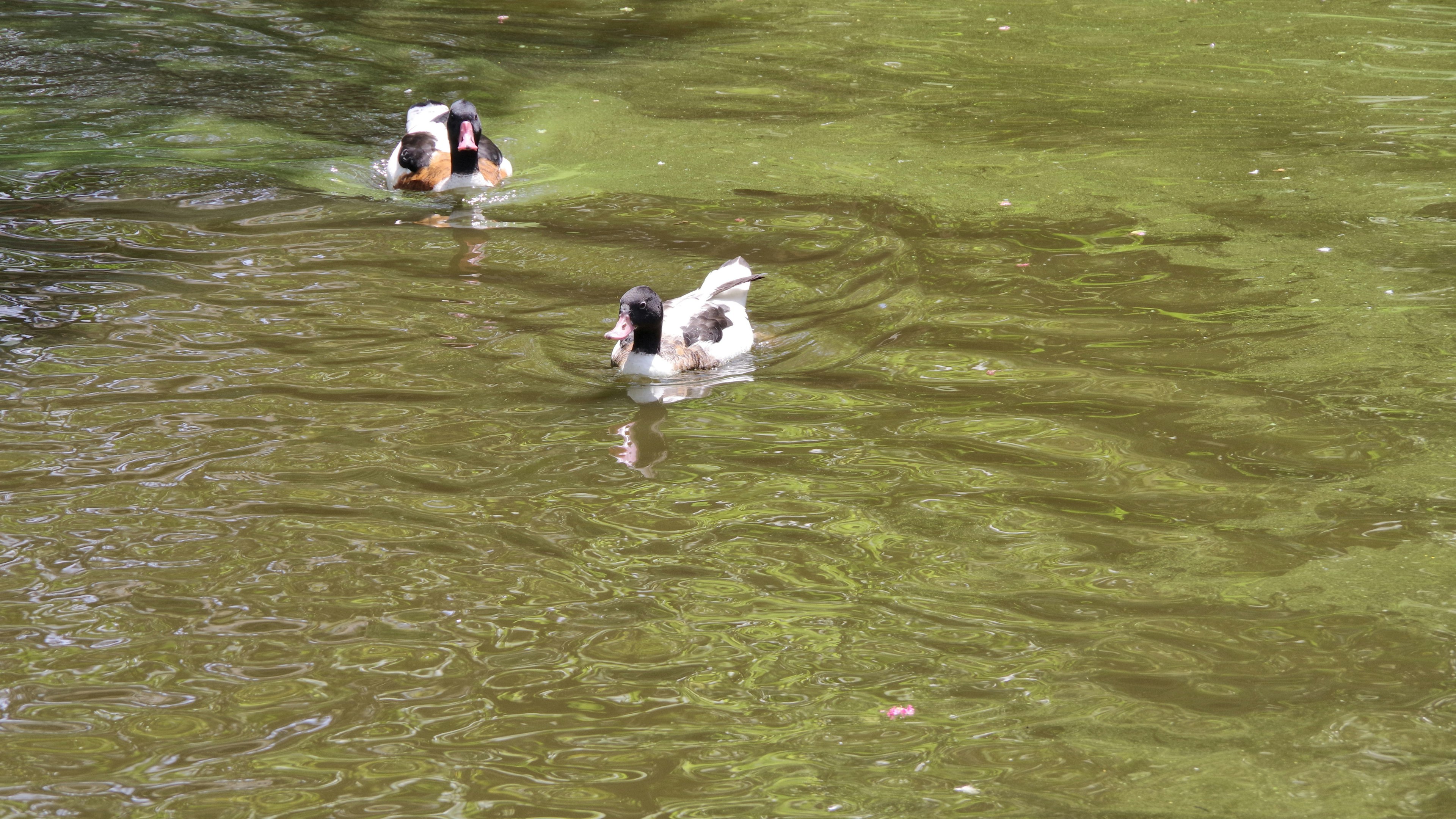 Zwei schwarz-weiße Enten schwimmen auf der Wasseroberfläche