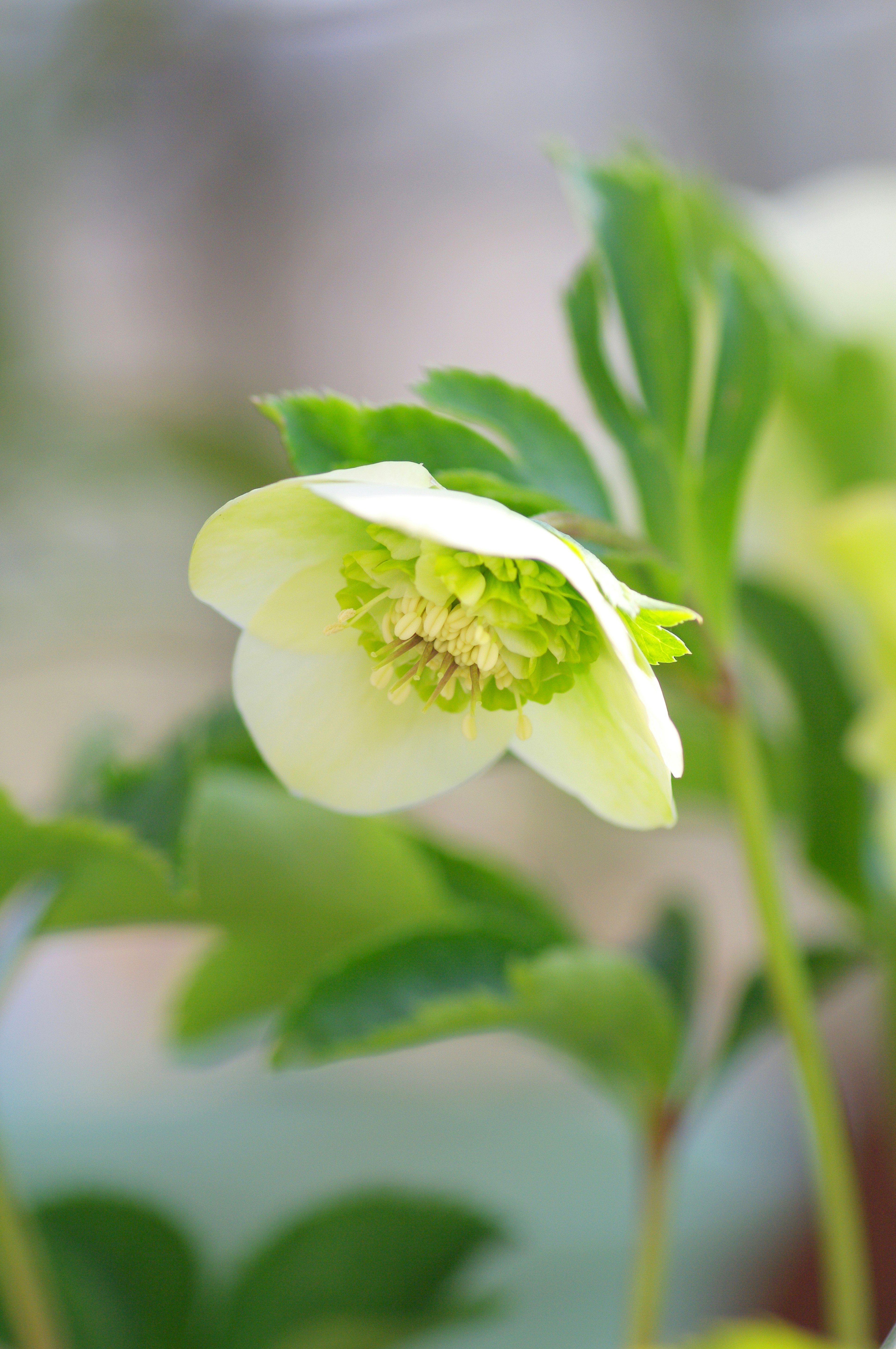 Nahaufnahme einer blassgrünen Blume mit Laub