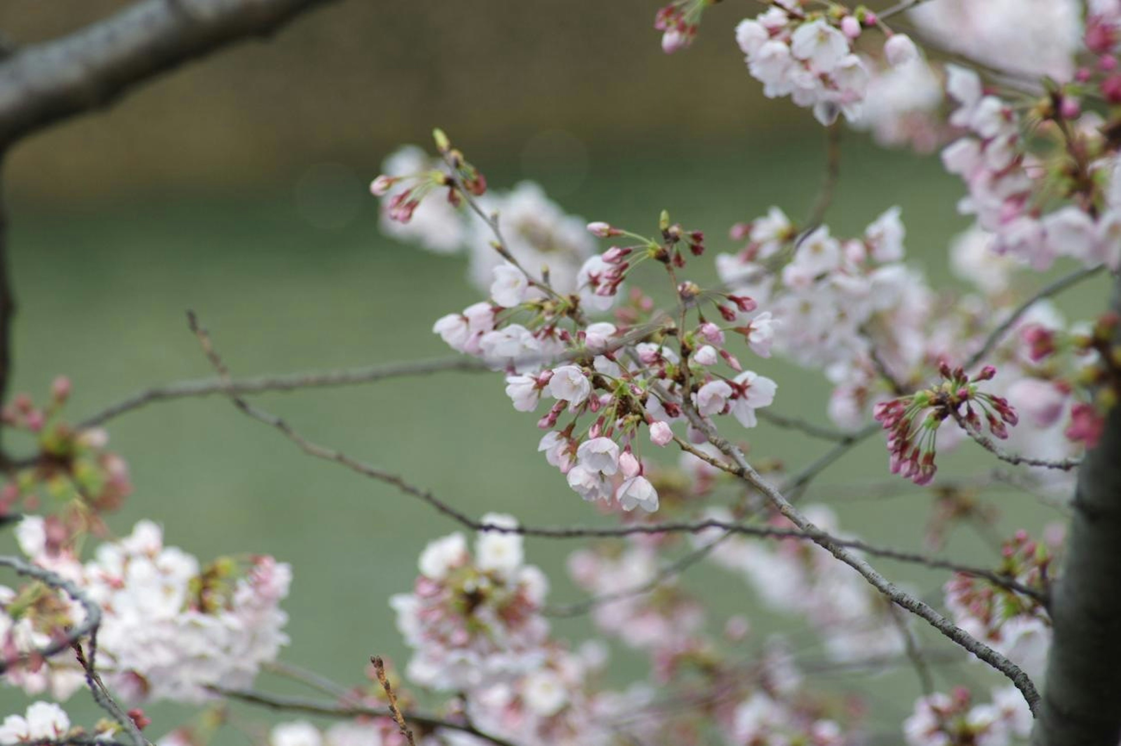 桜の花が咲いている枝のクローズアップ