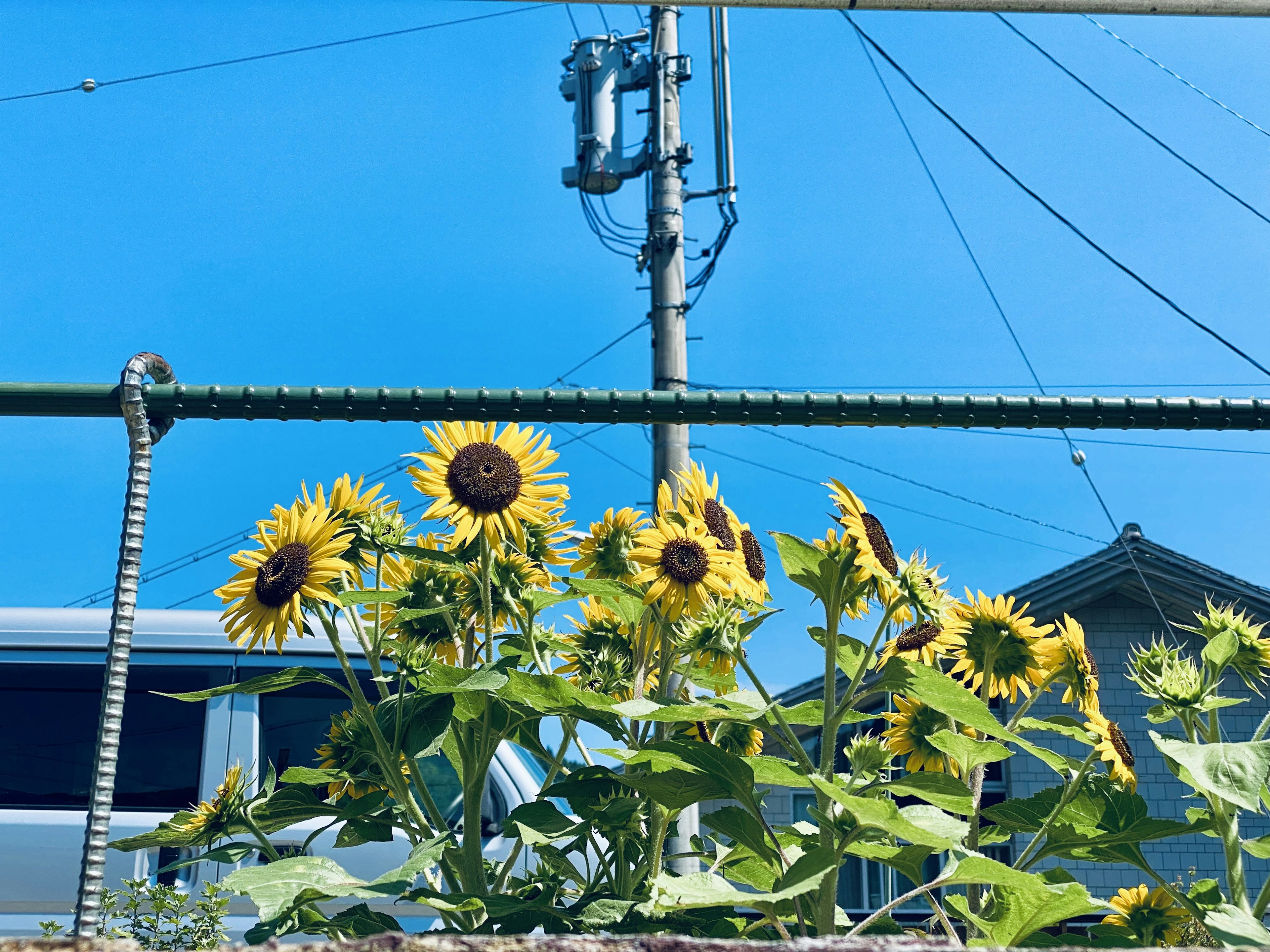 Girasoli che fioriscono sotto un cielo blu con un palo della luce