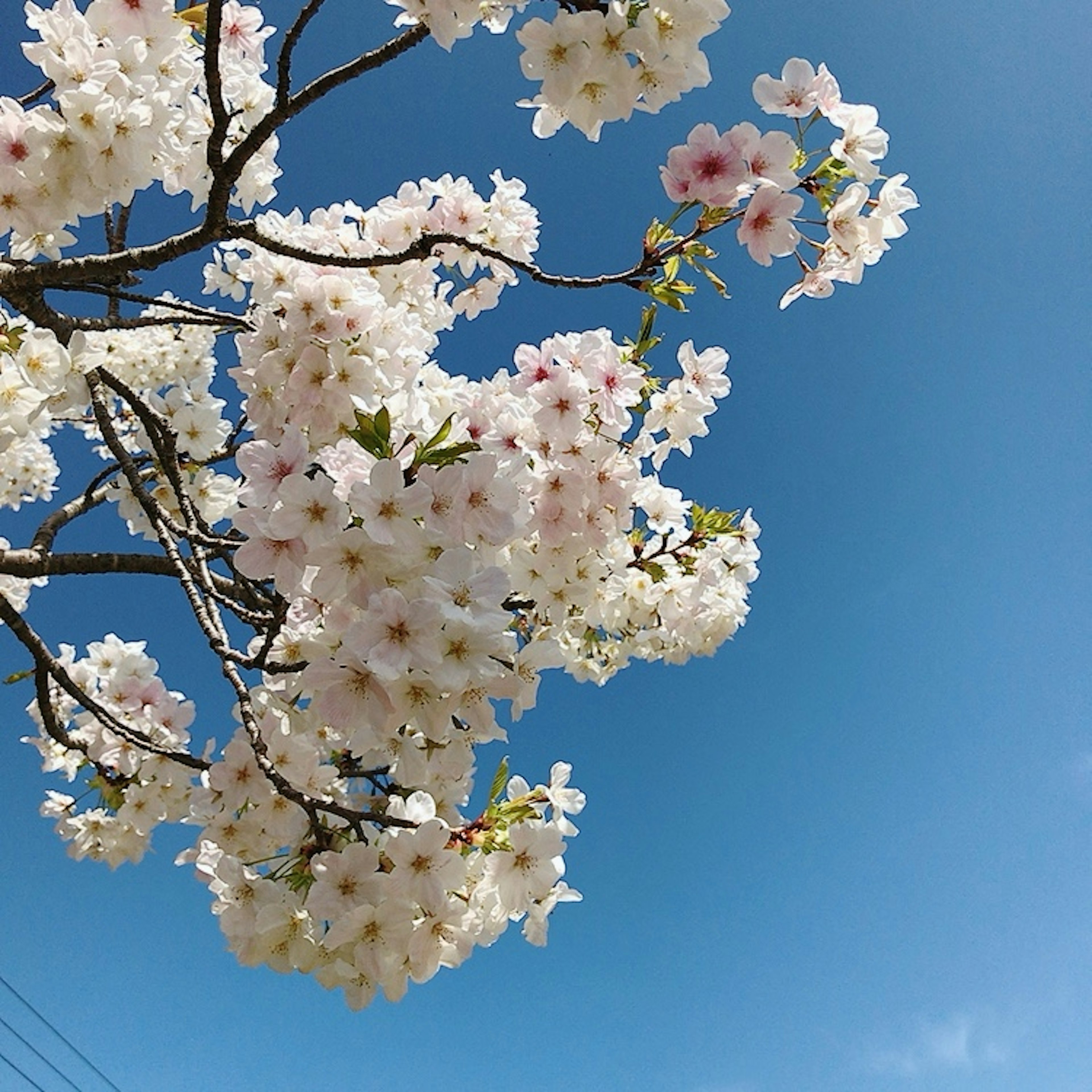 Nahaufnahme von Kirschblüten unter einem blauen Himmel