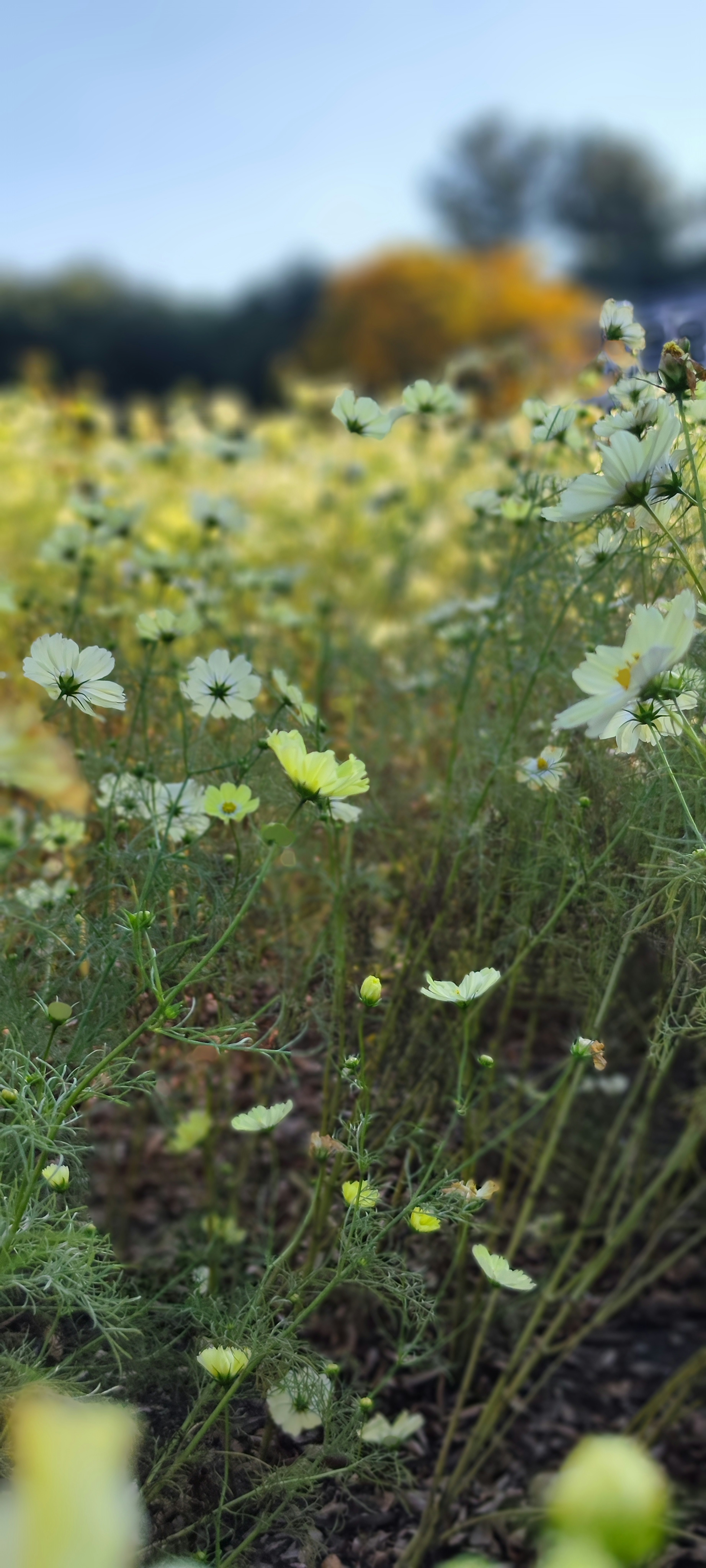 特写镜头展示盛开的黄色花朵的田野，展现美丽的自然风景