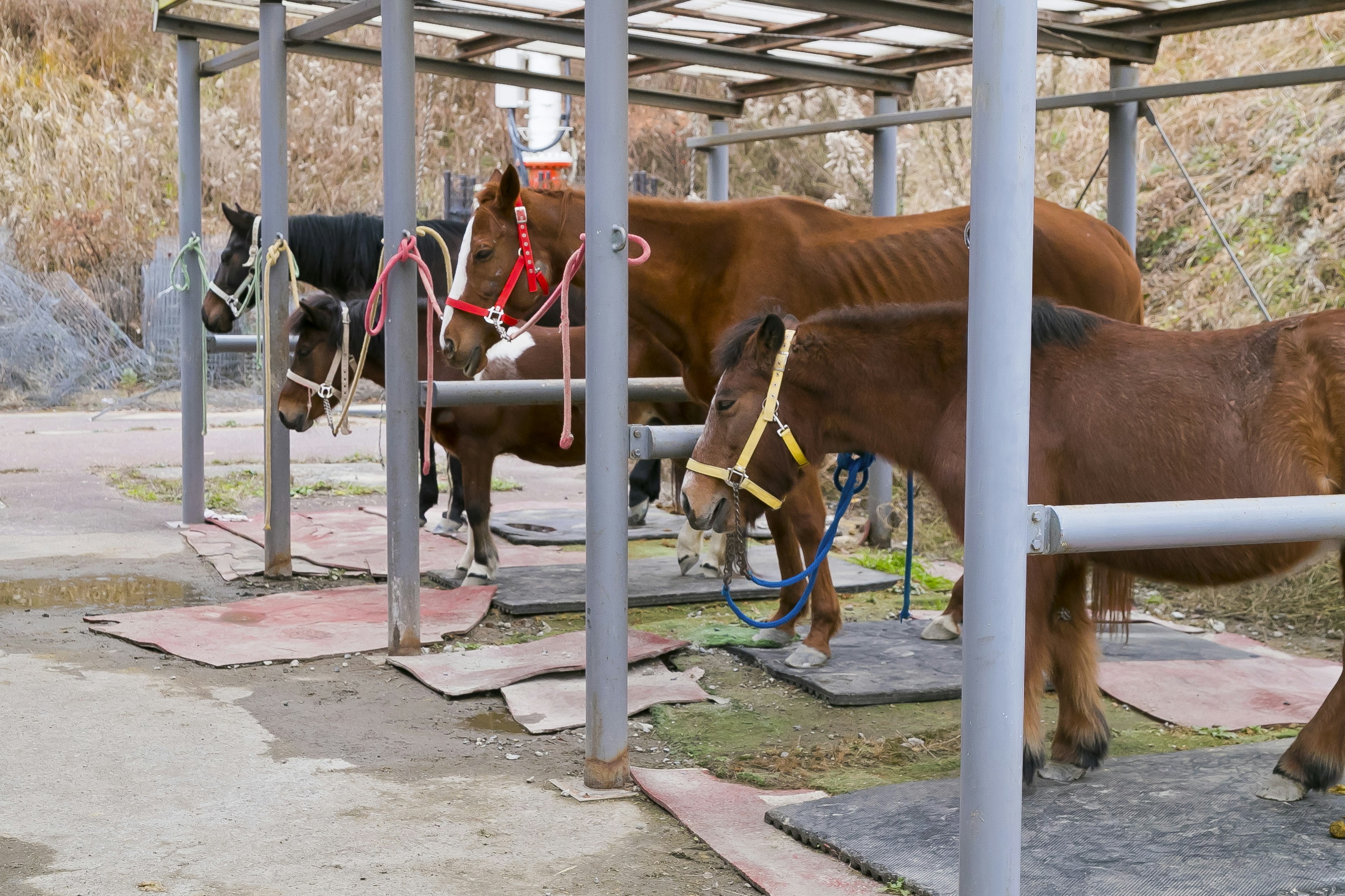 Caballos en un área de establo de pie sobre alfombrillas con arneses adjuntos