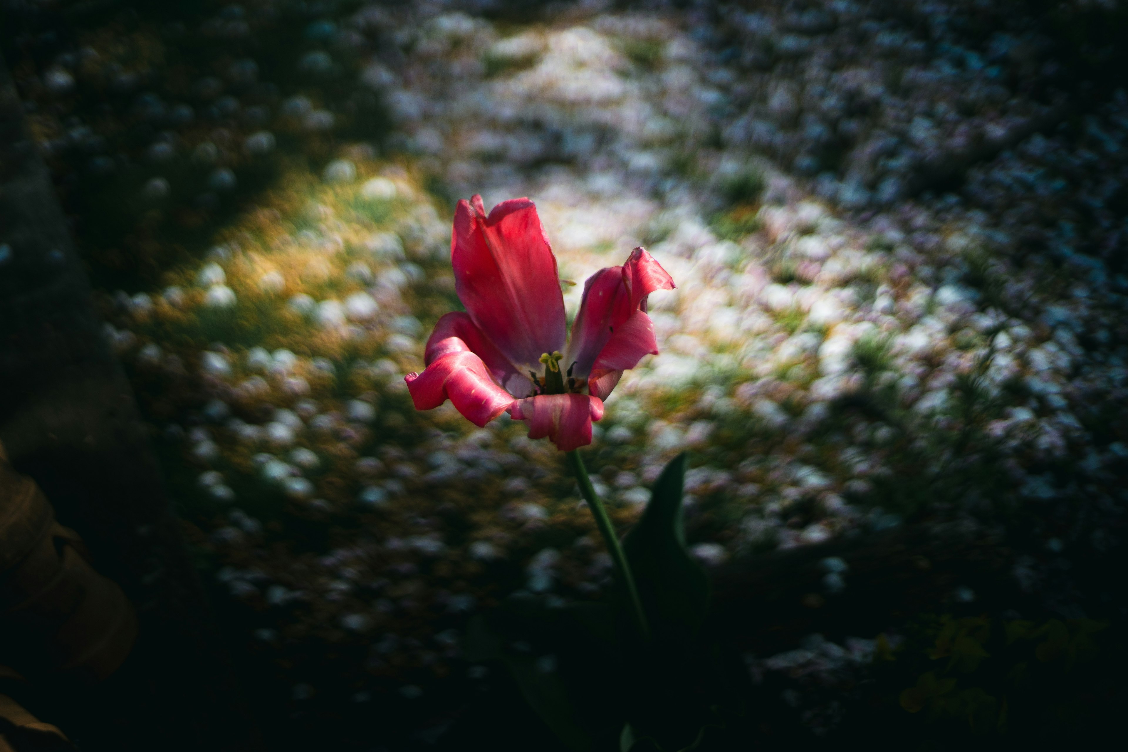 Primo piano di un fiore rosso su uno sfondo luminoso