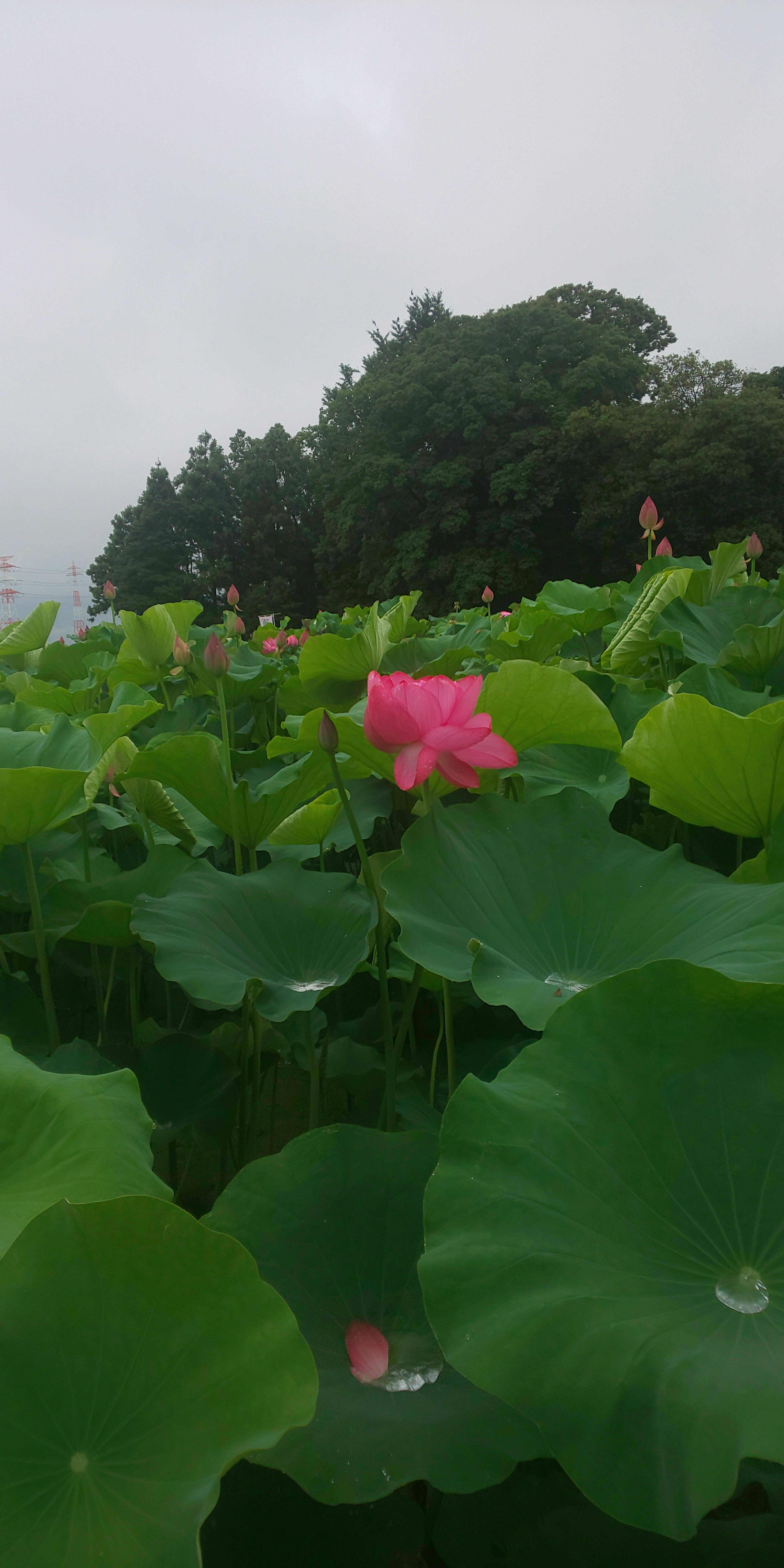 Una escena serena de una flor de loto rosa rodeada de hojas verdes