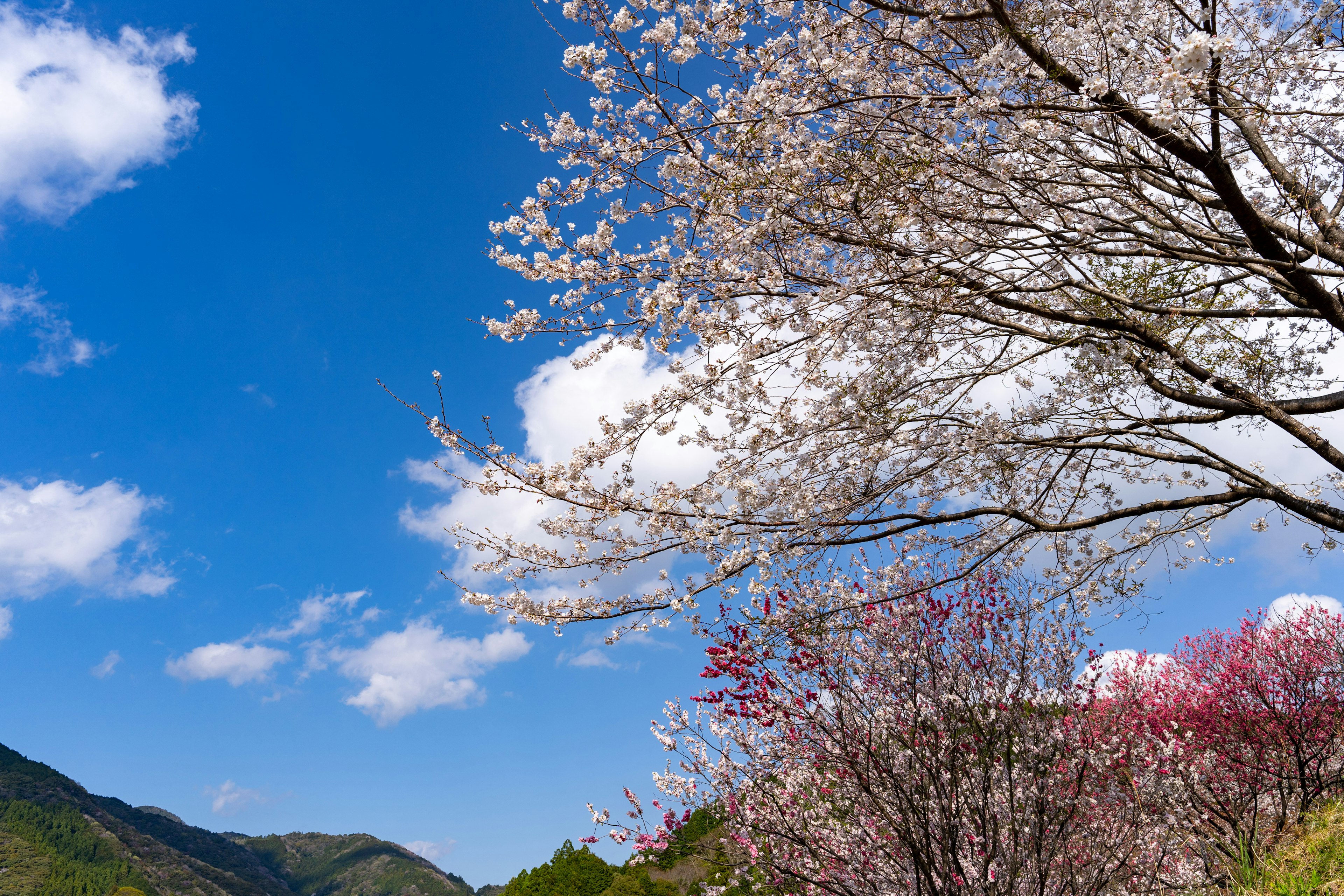 Des cerisiers en fleurs sous un ciel bleu clair