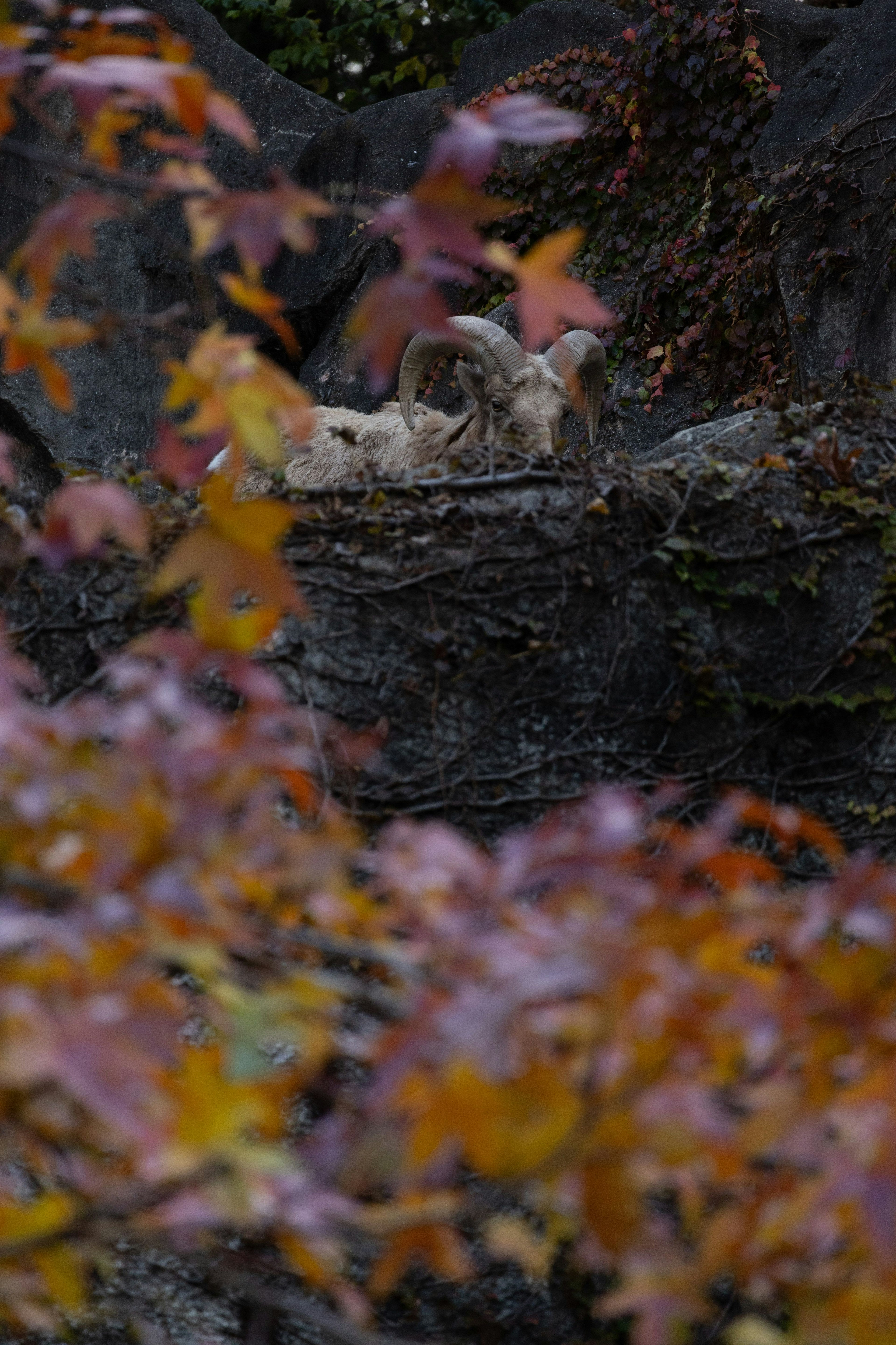 Animal relaxing on a rock surrounded by autumn leaves