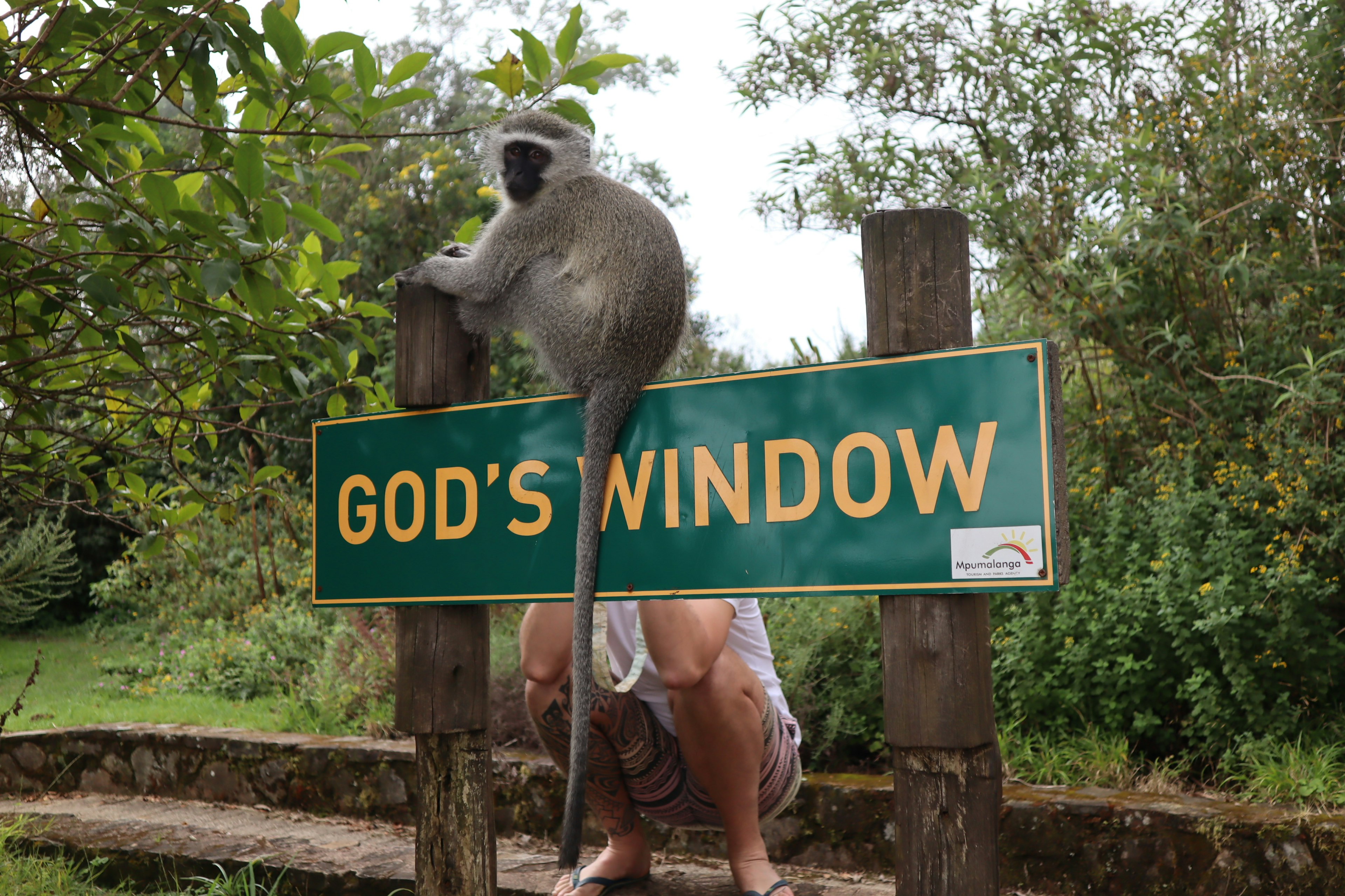 Mono sentado en el letrero de la Ventana de Dios