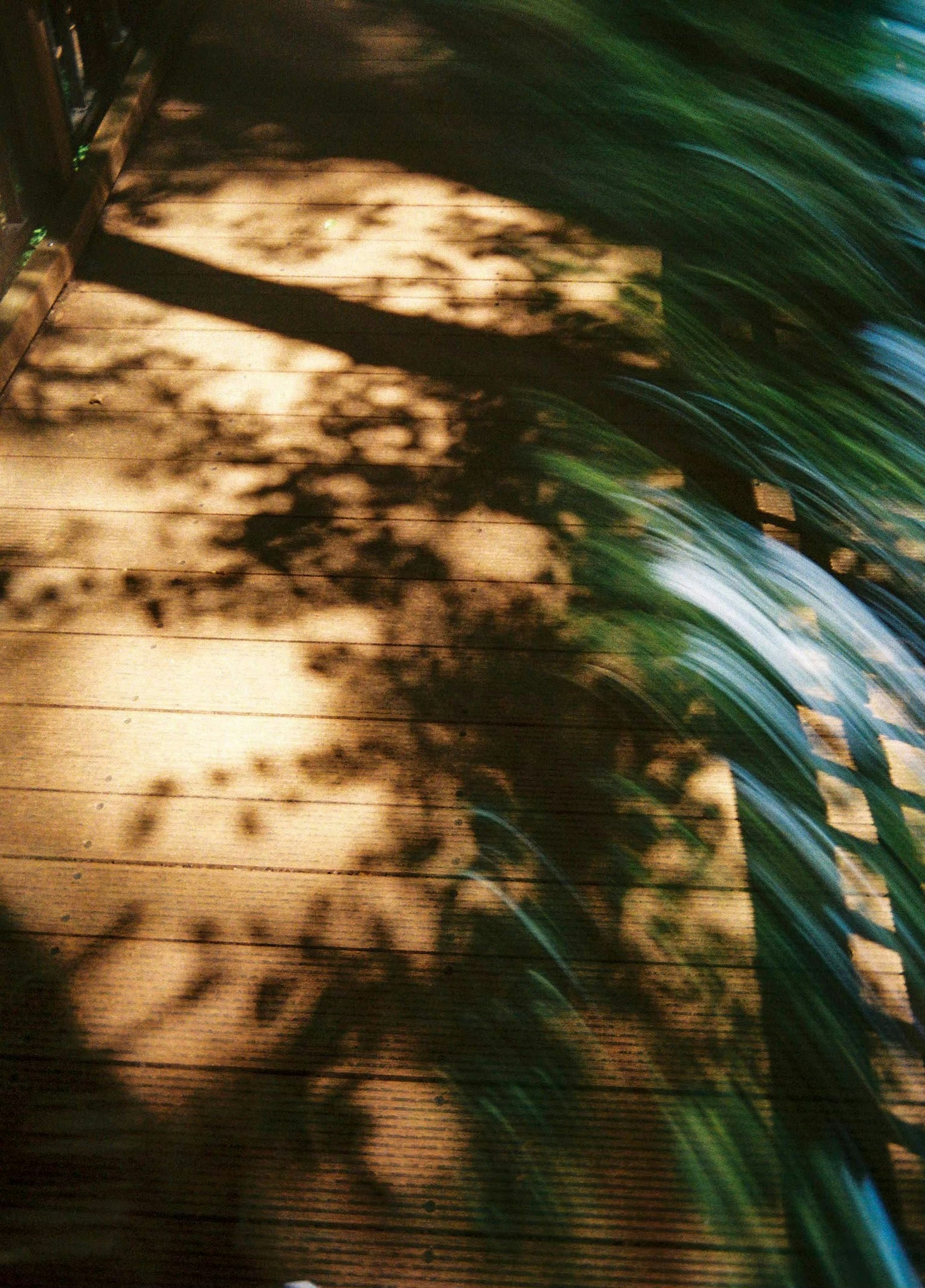 Schatten auf einem Holzdeck mit sich bewegenden grünen Blättern