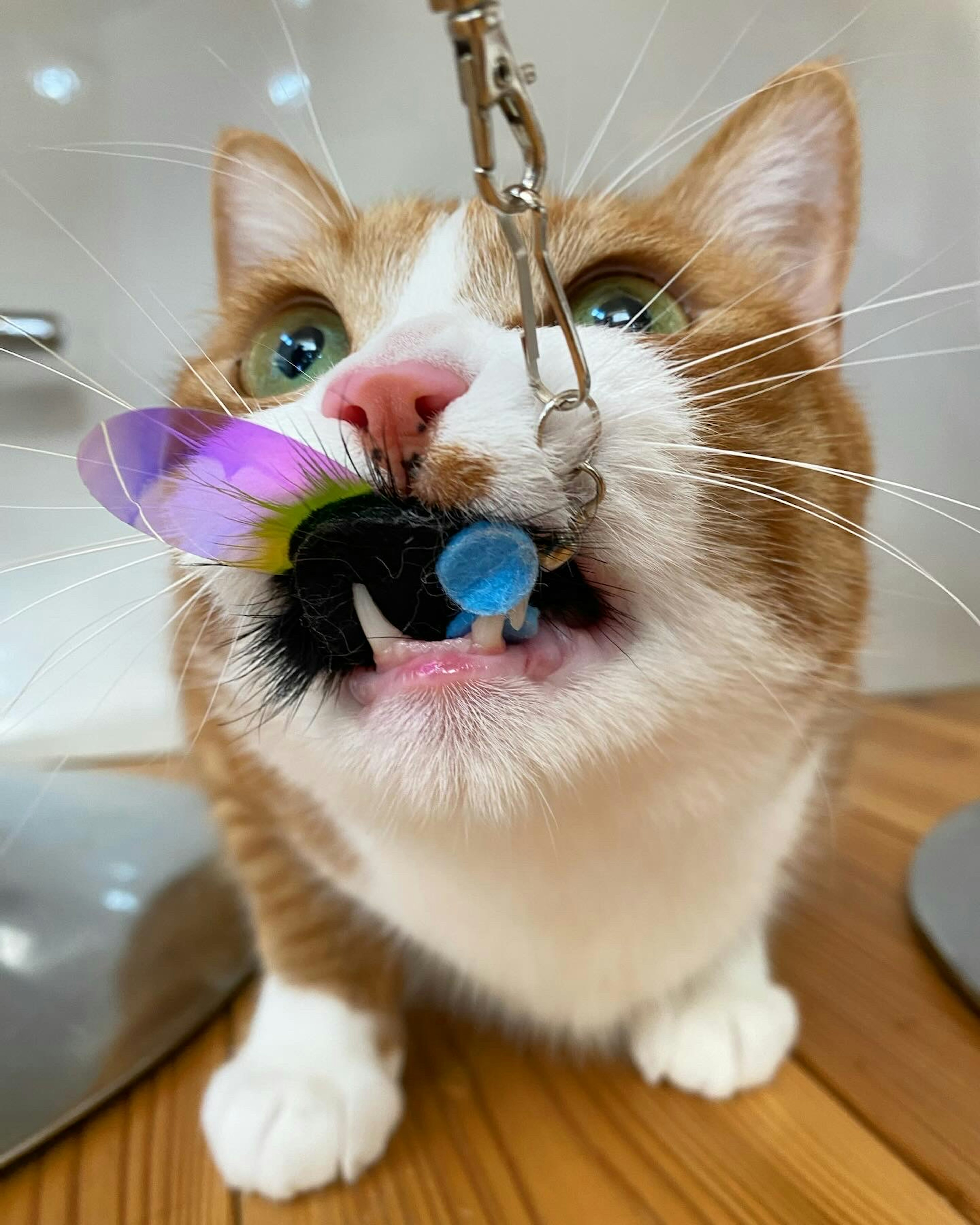 Gato sosteniendo un juguete de mariposa colorido en su boca