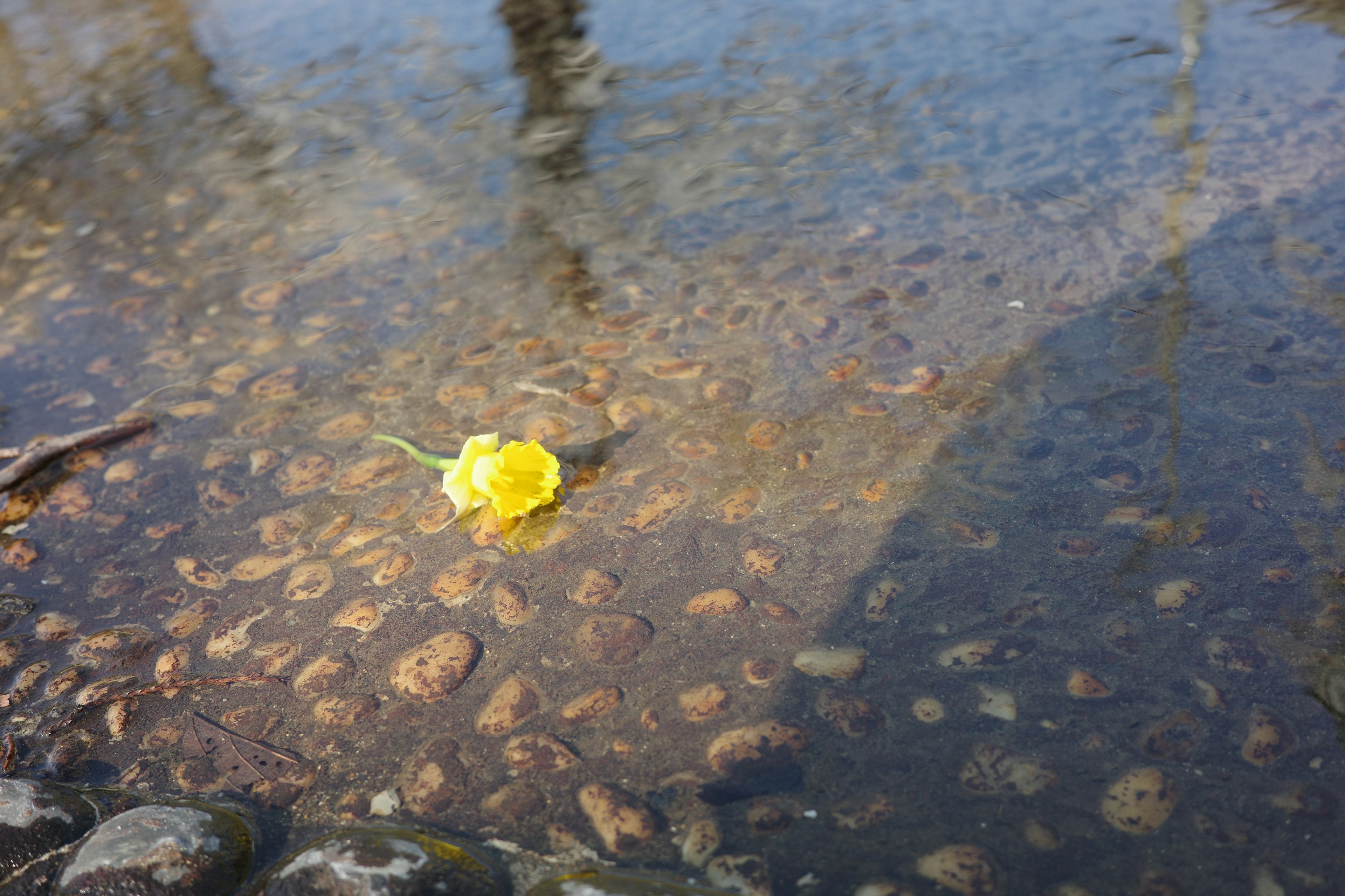 水面に浮かぶ黄色い花と石の模様