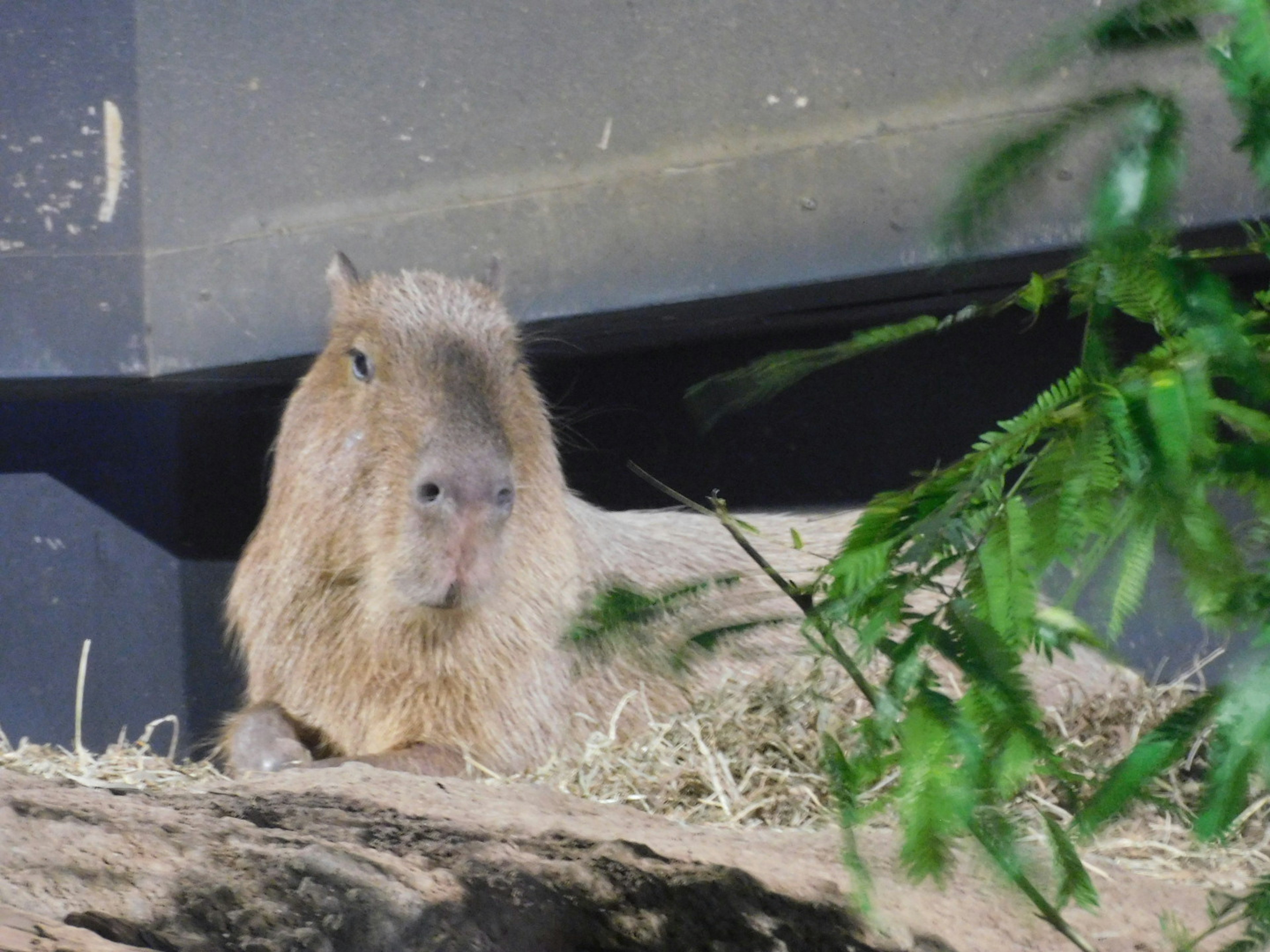 Capybara yang beristirahat di atas rumput dengan latar belakang hijau