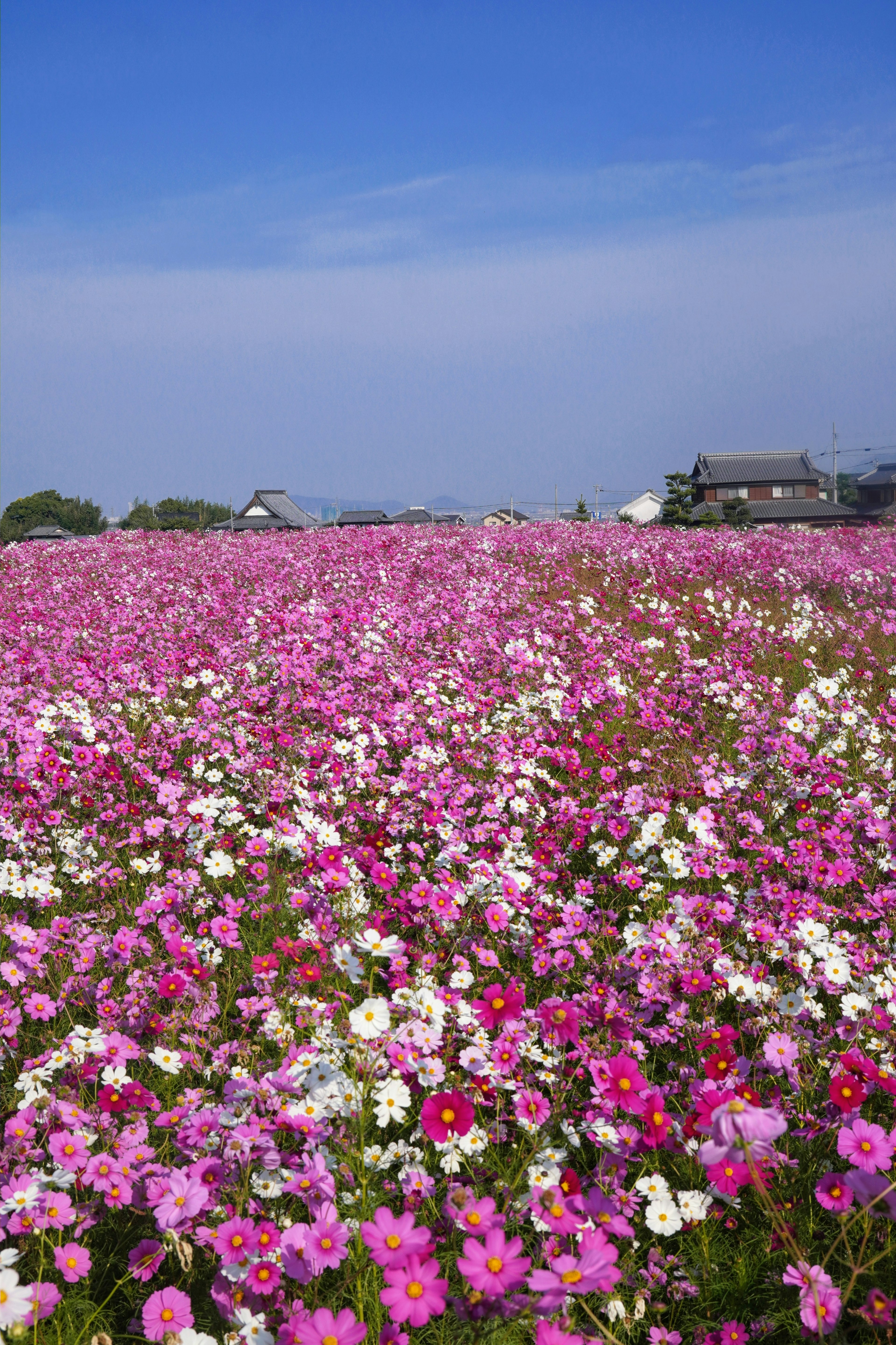 ทุ่งดอกไม้กว้างใหญ่ที่เต็มไปด้วยดอกไม้สีชมพูและสีขาวใต้ท้องฟ้าสีฟ้า