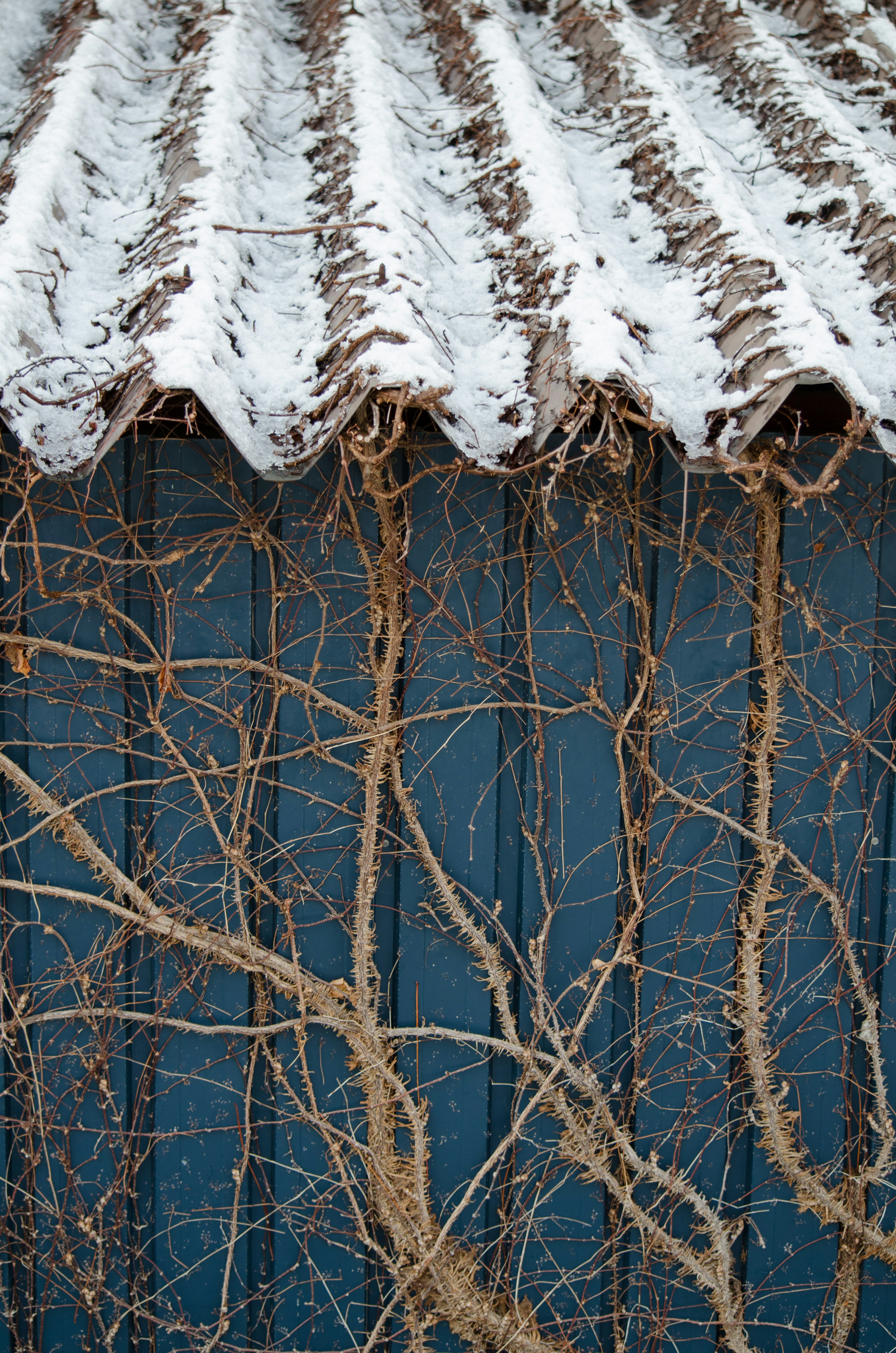 Toit en tôle ondulée recouvert de neige avec des vignes sur un mur bleu