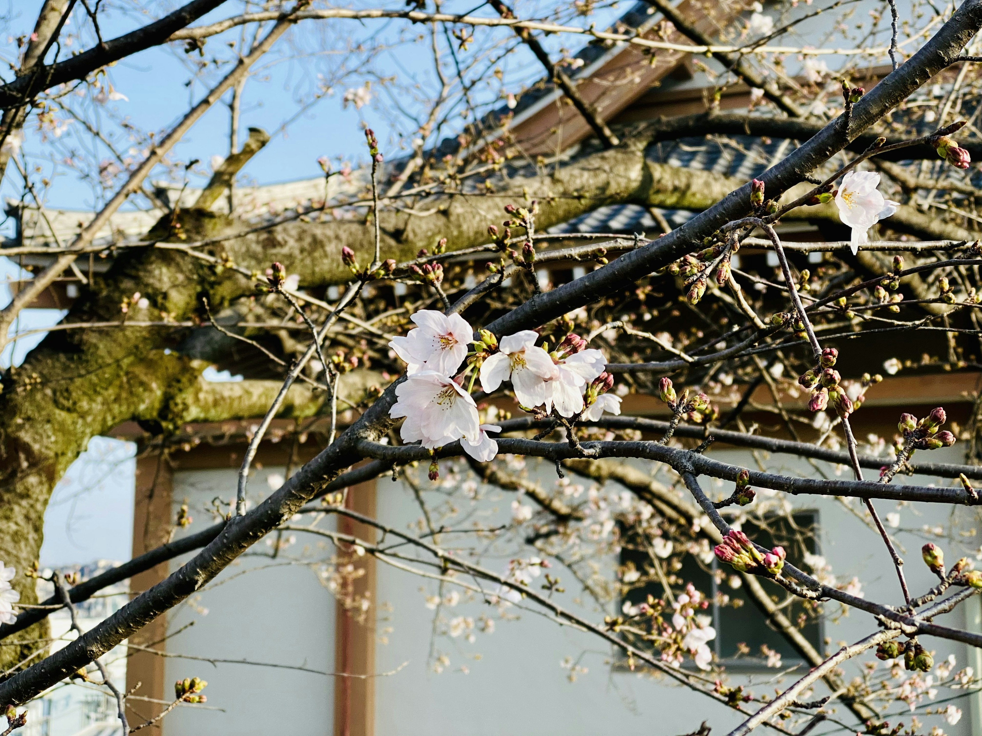 Kirschblüten, die an Zweigen blühen, mit einem traditionellen japanischen Gebäude im Hintergrund