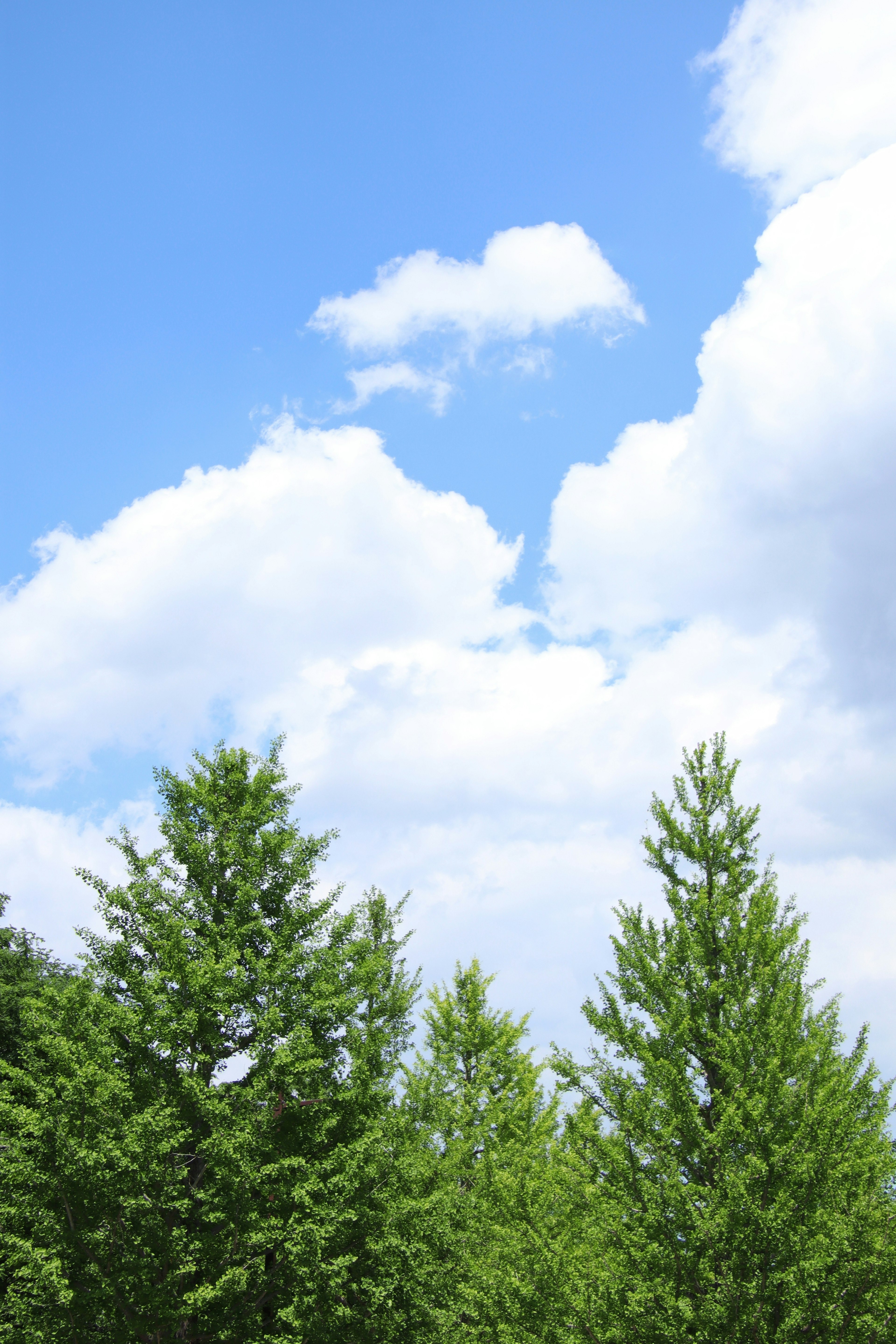 Un paesaggio di alberi verdi sotto un cielo blu con nuvole bianche soffici