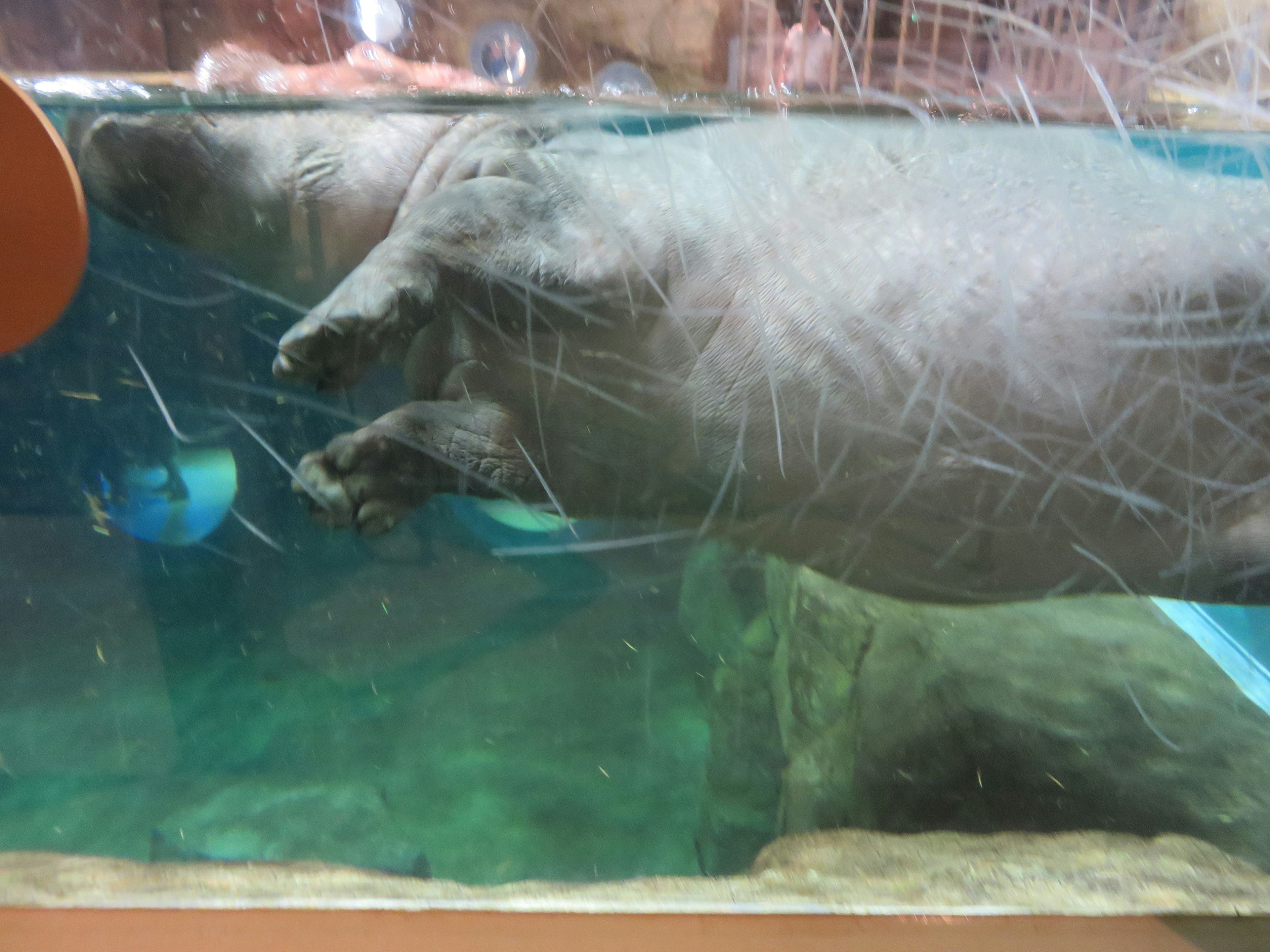 Manatee swimming underwater with blue fish nearby