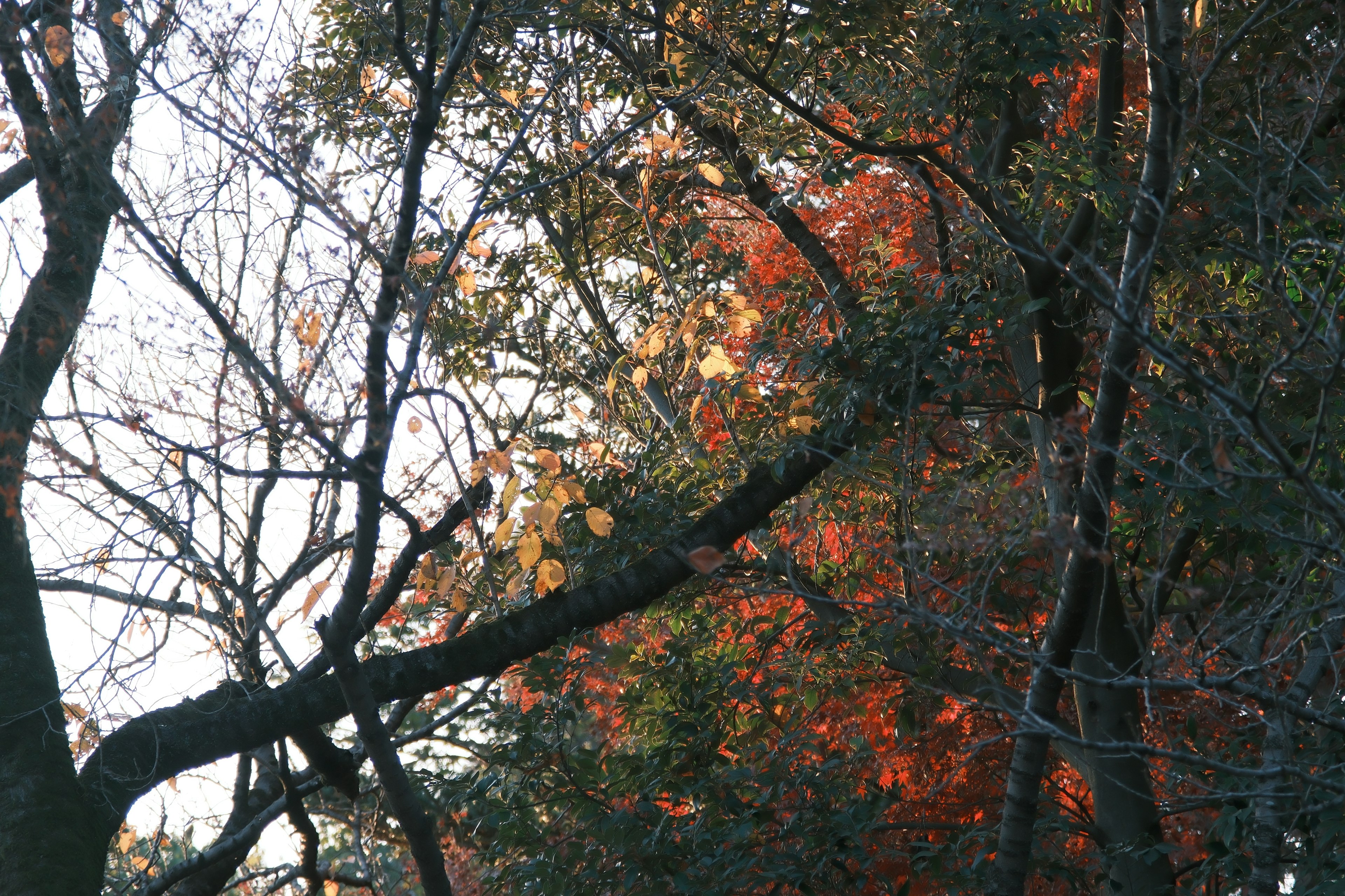 Alberi autunnali con foglie rosse e arancioni miste