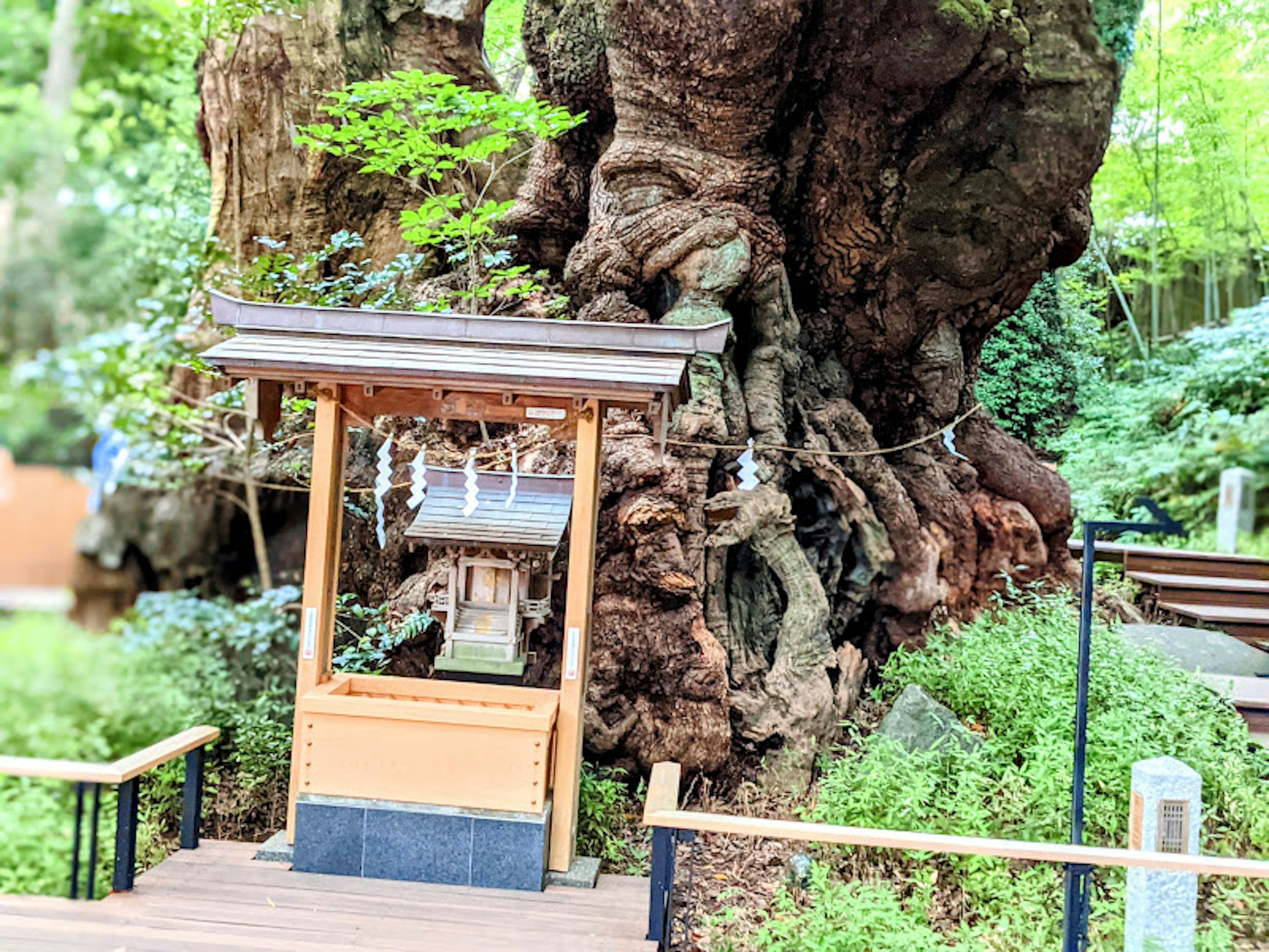 Großer Baum mit einem kleinen Schrein daneben