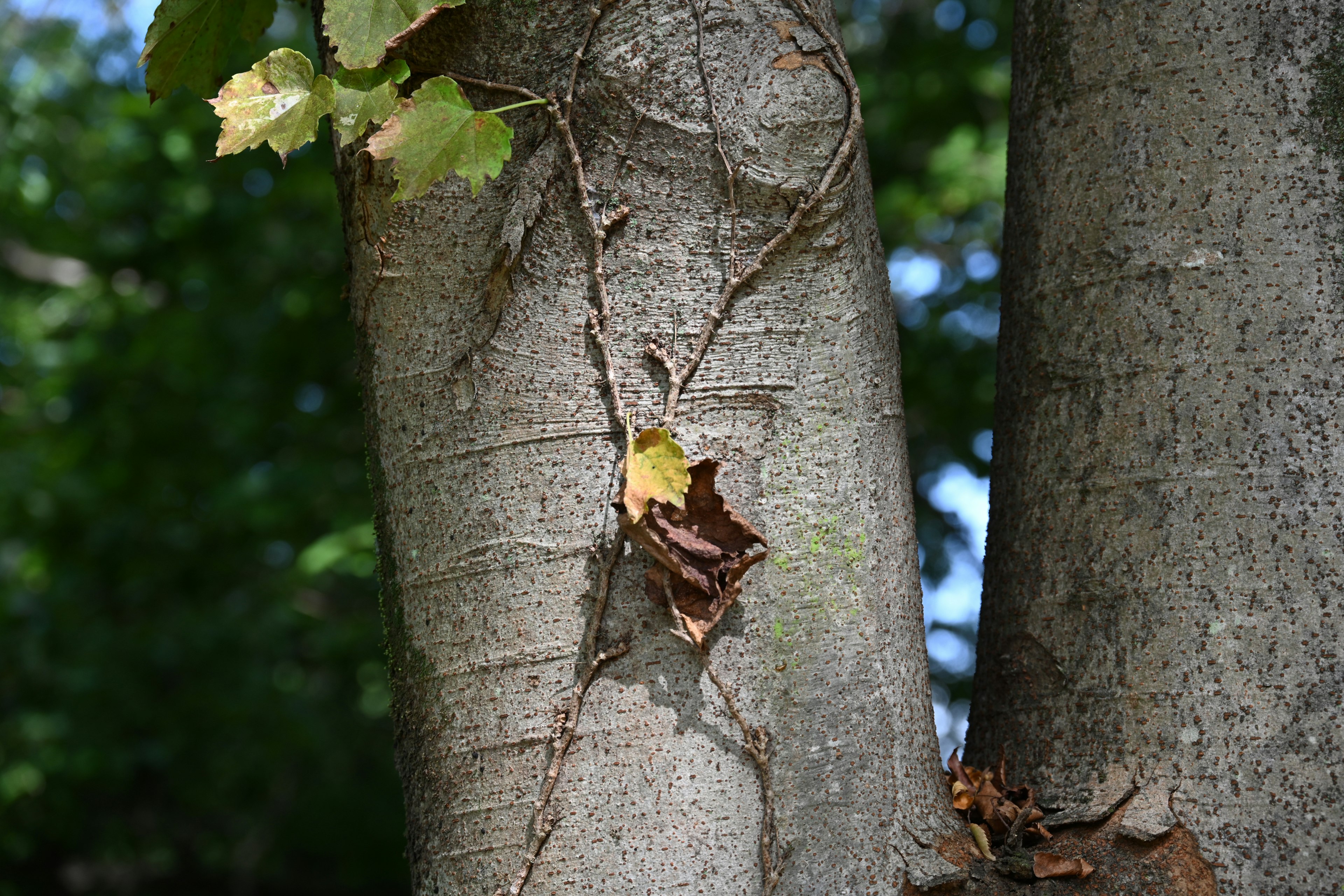 A tree trunk intertwined with vines and fallen leaves