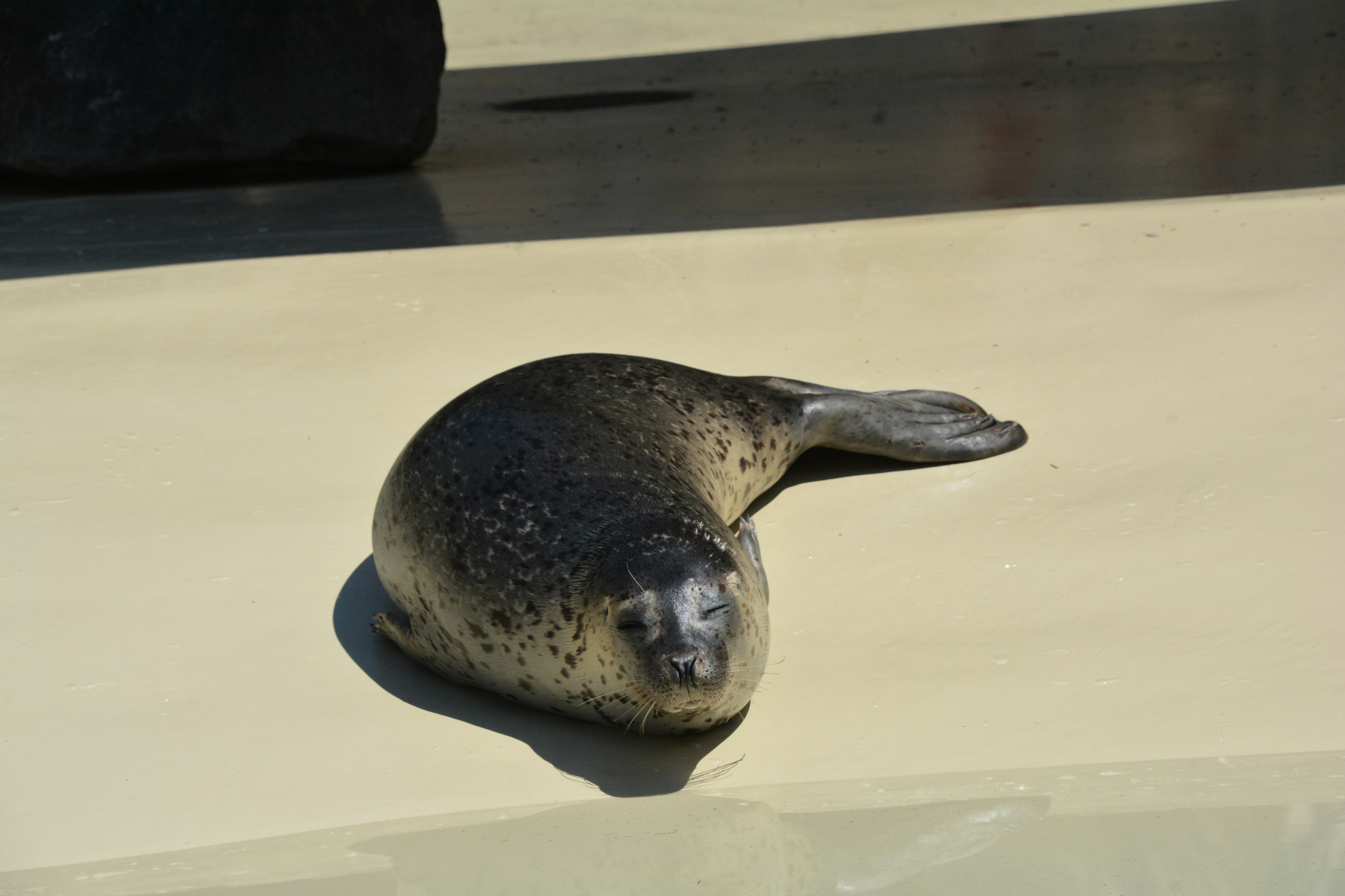 Una foca acostada al sol sobre una superficie lisa