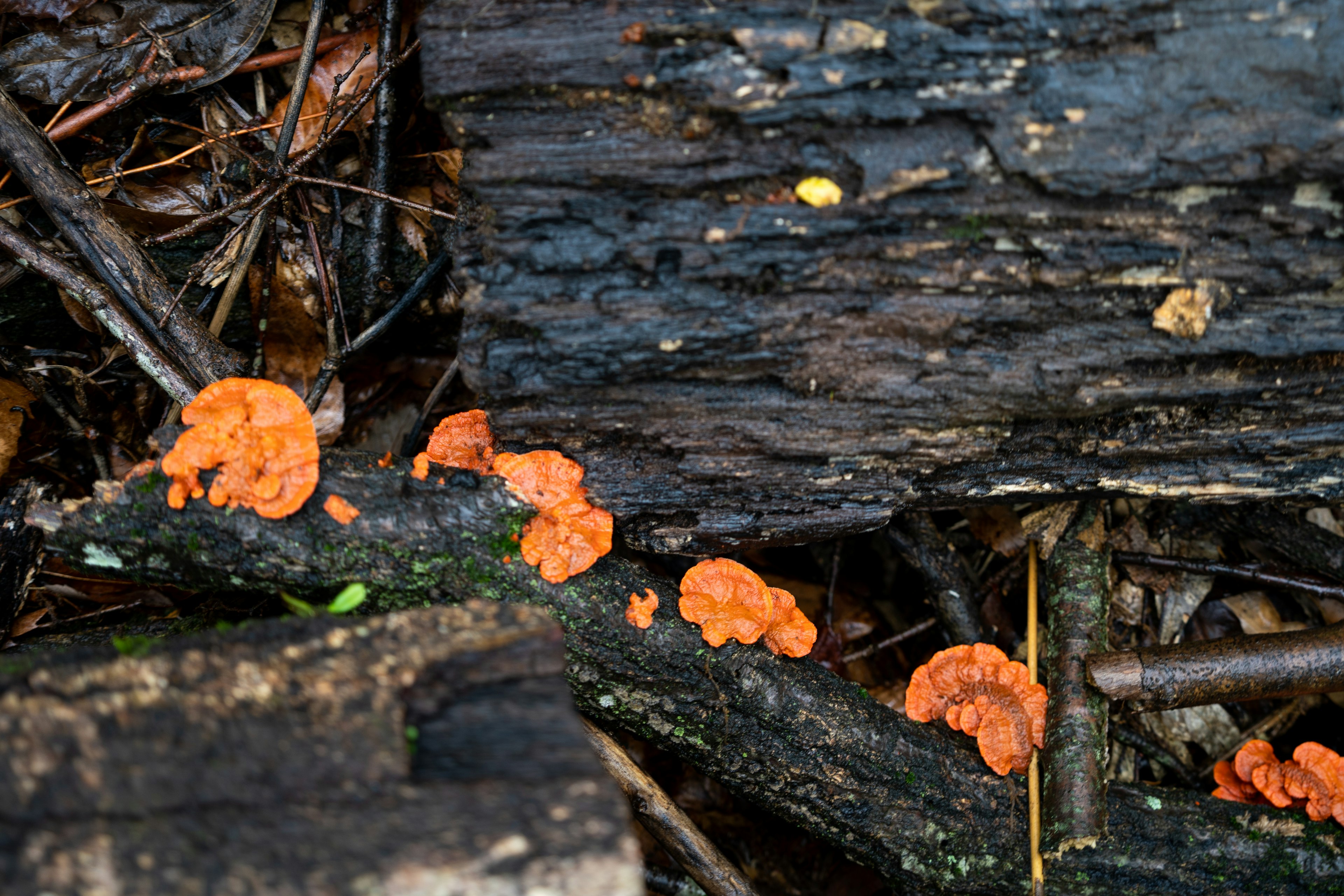 Grupo de hongos naranjas creciendo en un tronco