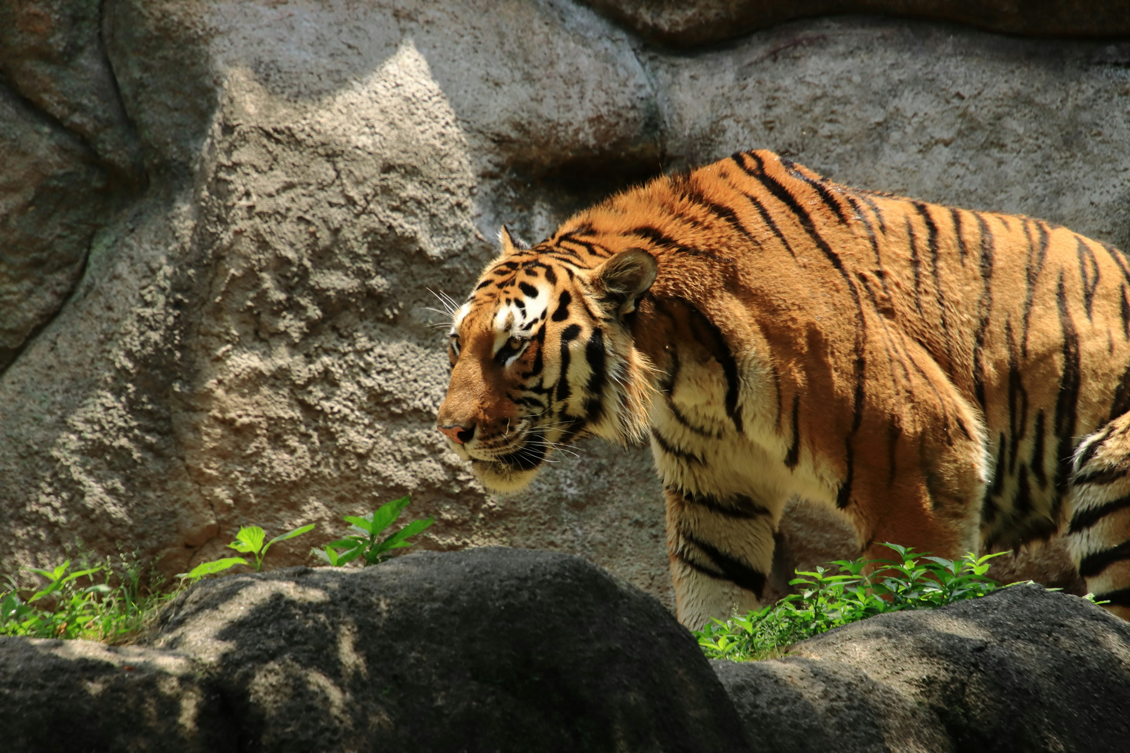 Ein Tiger mit orangefarbenen und schwarzen Streifen, der neben Felsen geht