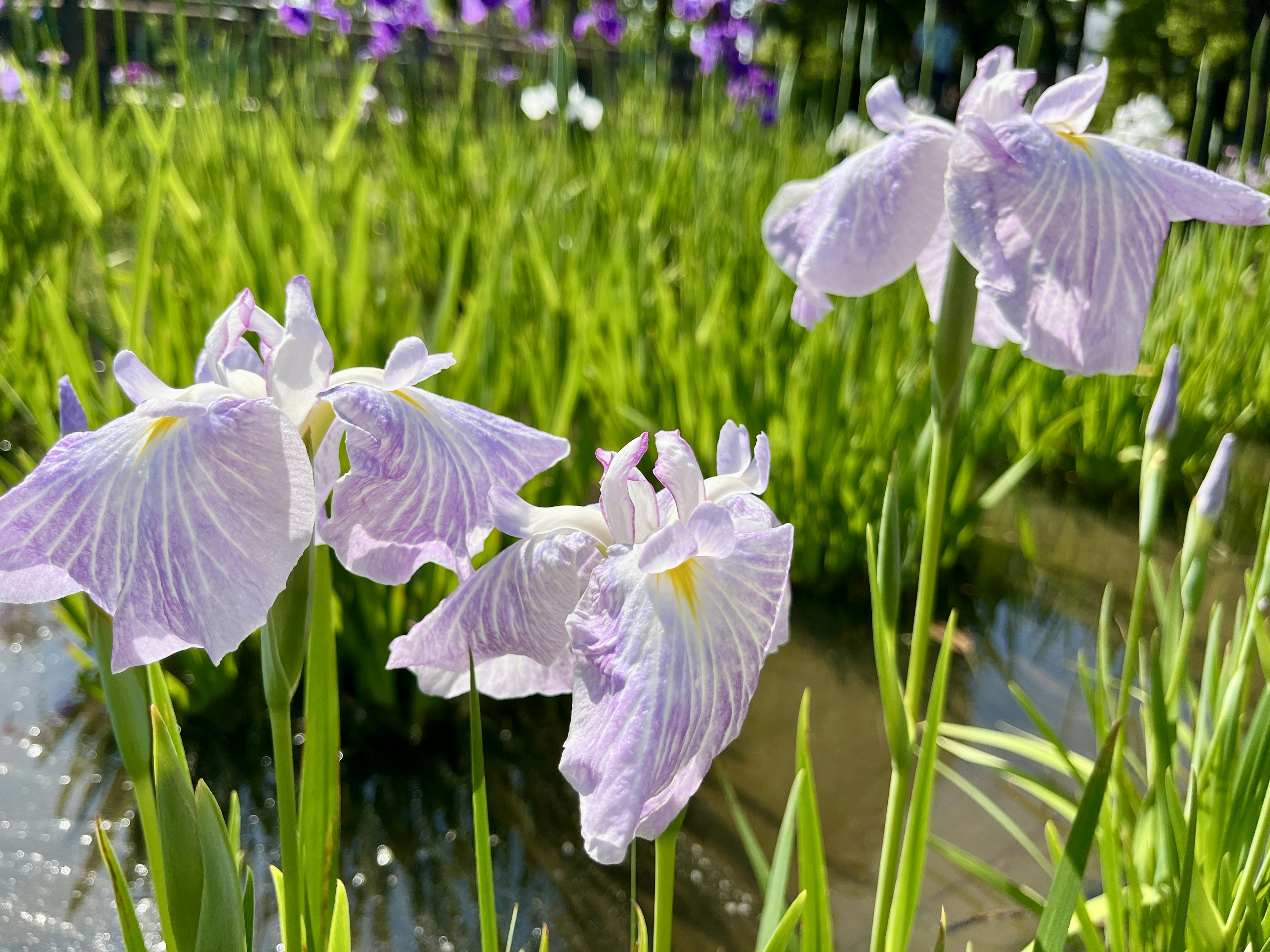 Fiori viola che fioriscono in un campo di riso