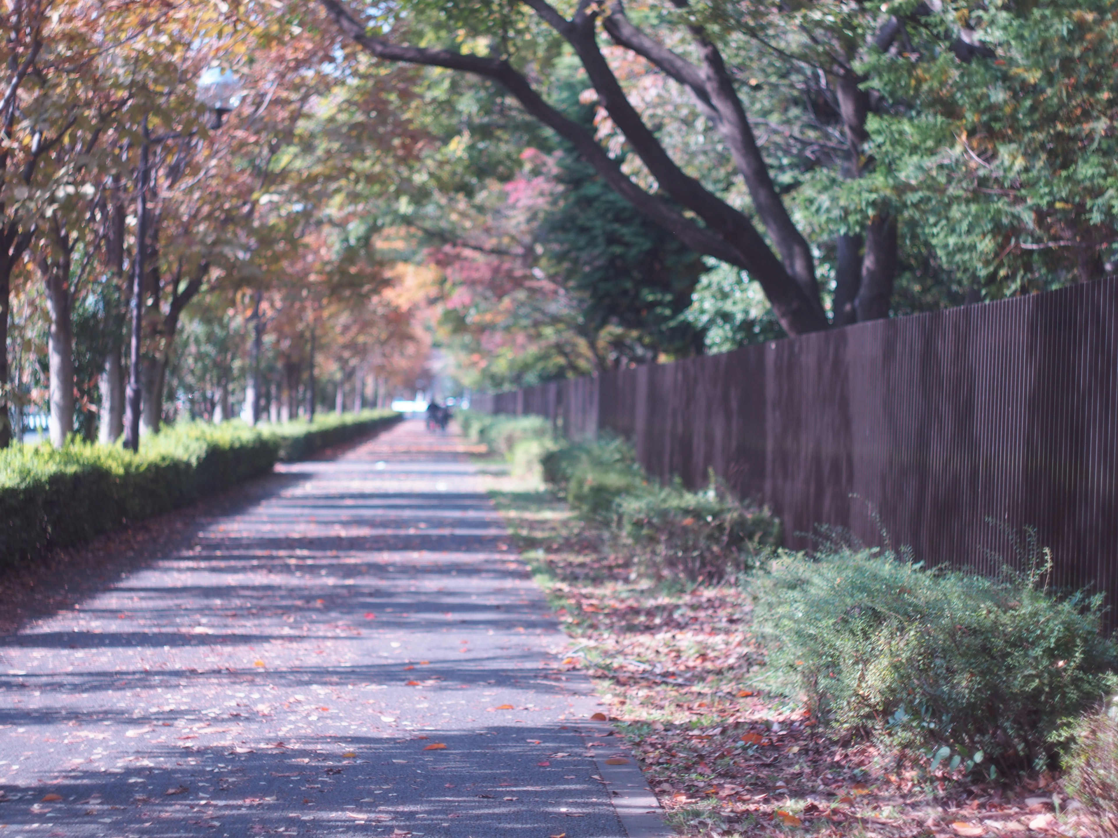 秋の木々が並ぶ静かな散歩道