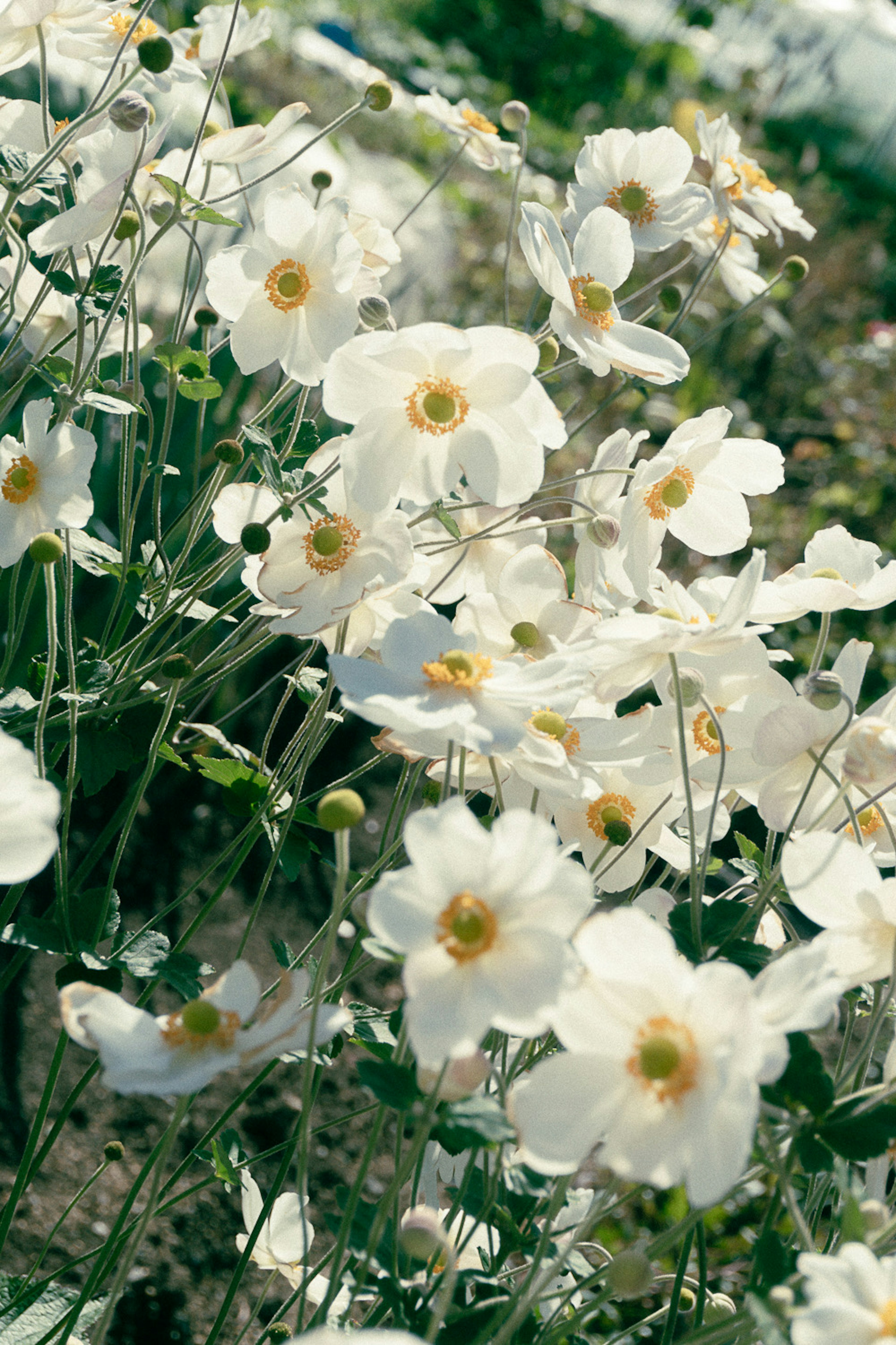 白い花が咲いている風景 緑の茎と葉が見える