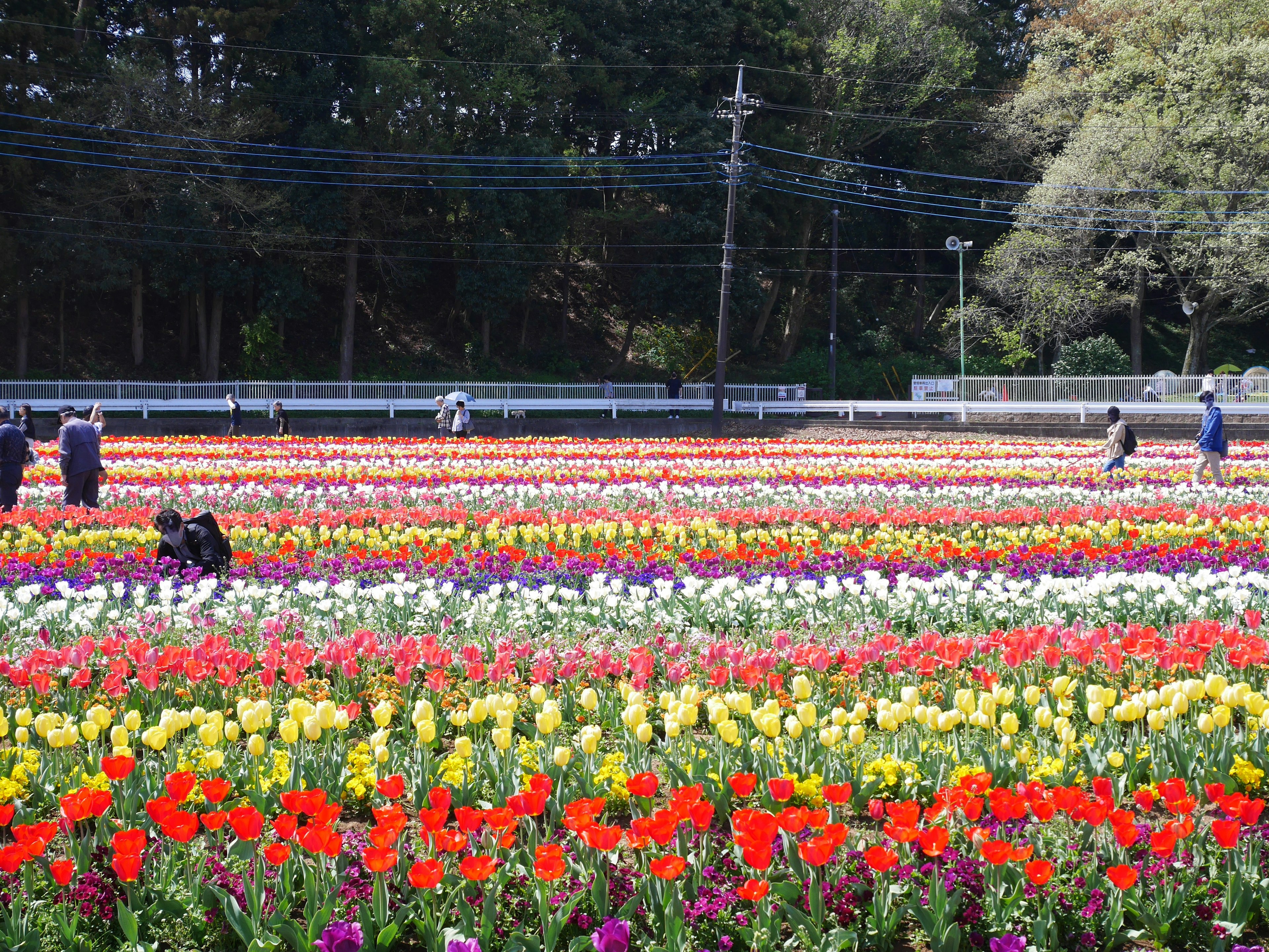 Bunter Tulpenfeld mit Menschen, die zwischen den Blumen spazieren