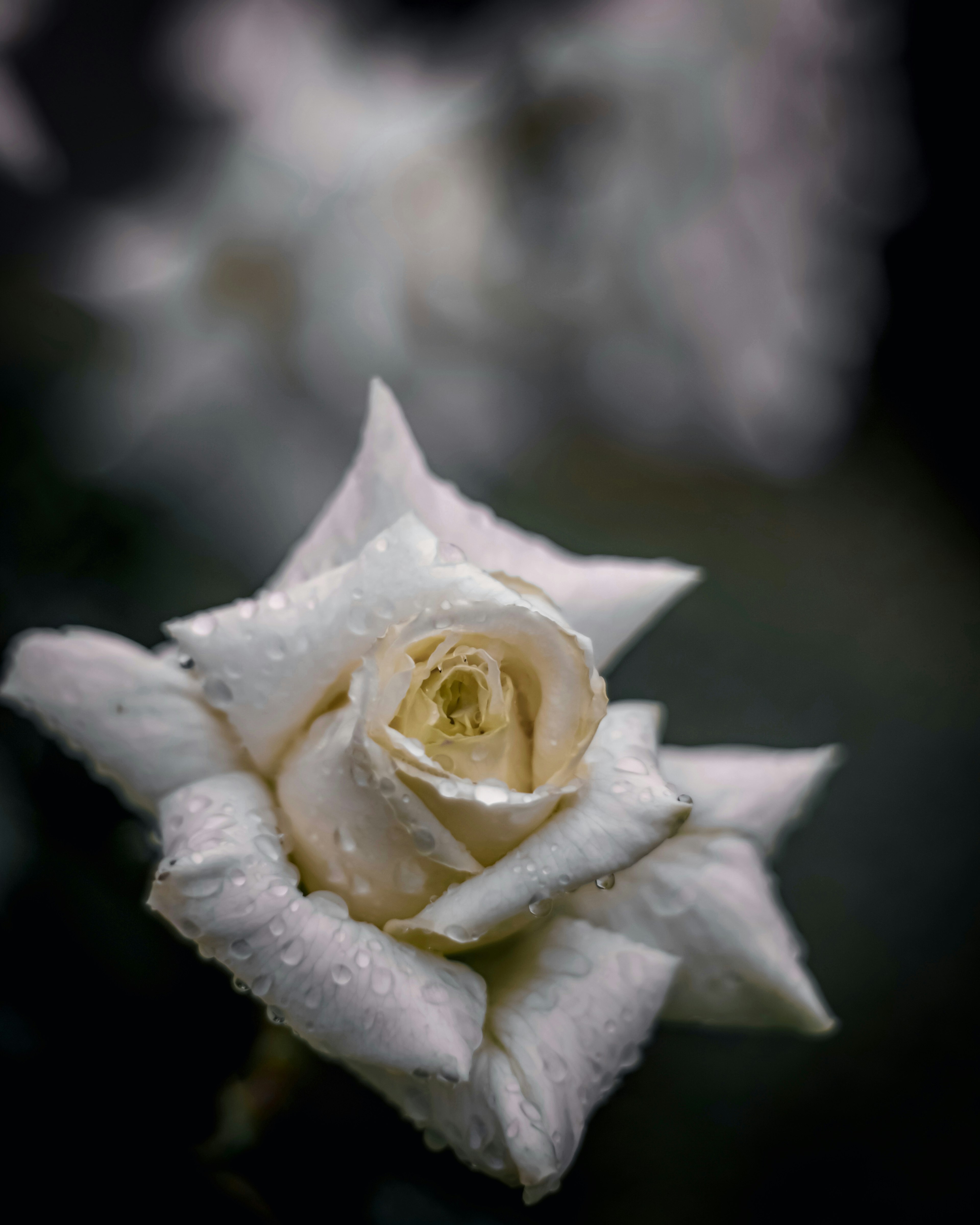 Beautiful close-up of a white rose with dew droplets