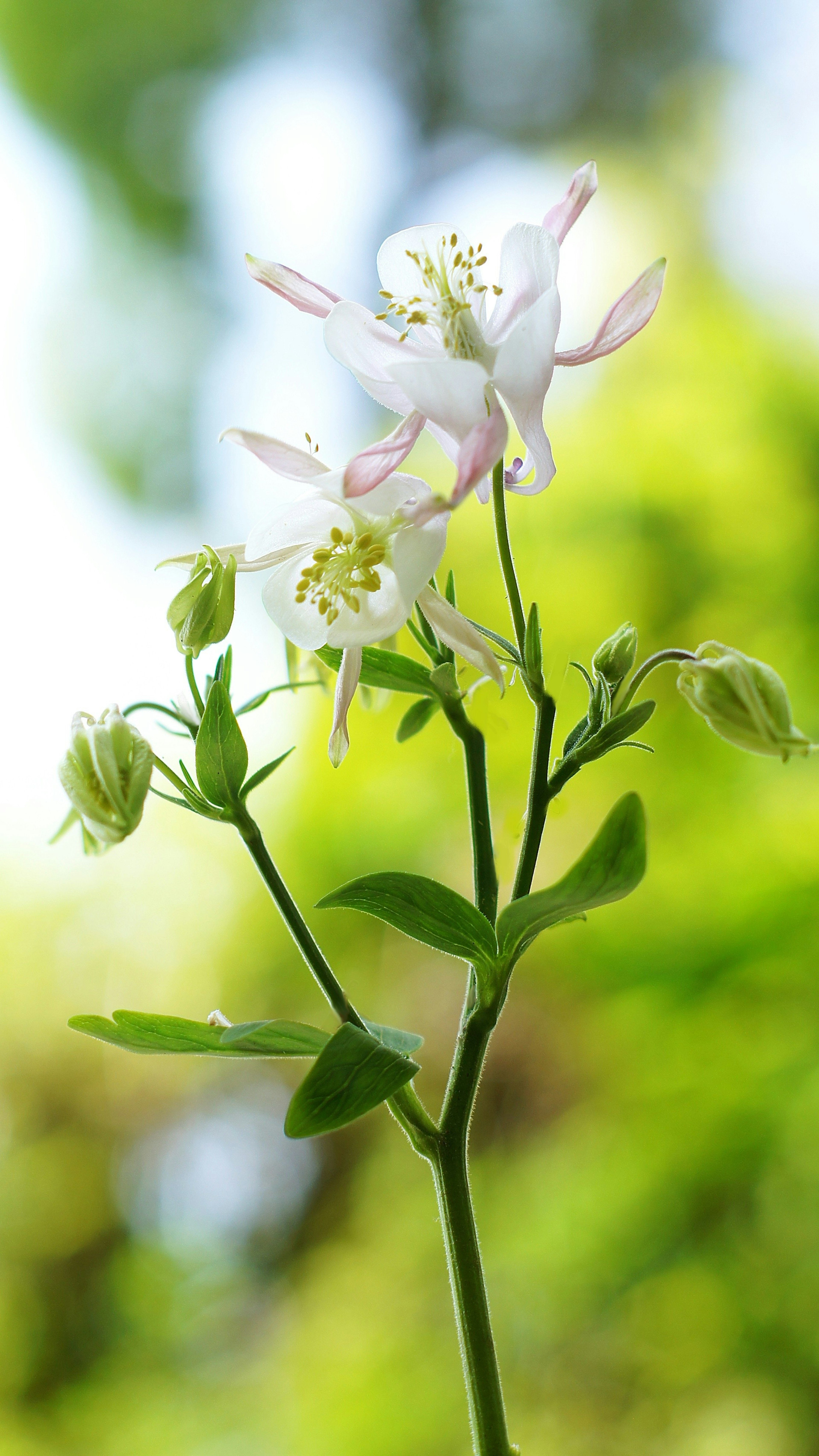 Gros plan d'une plante avec des fleurs blanches et des feuilles vertes