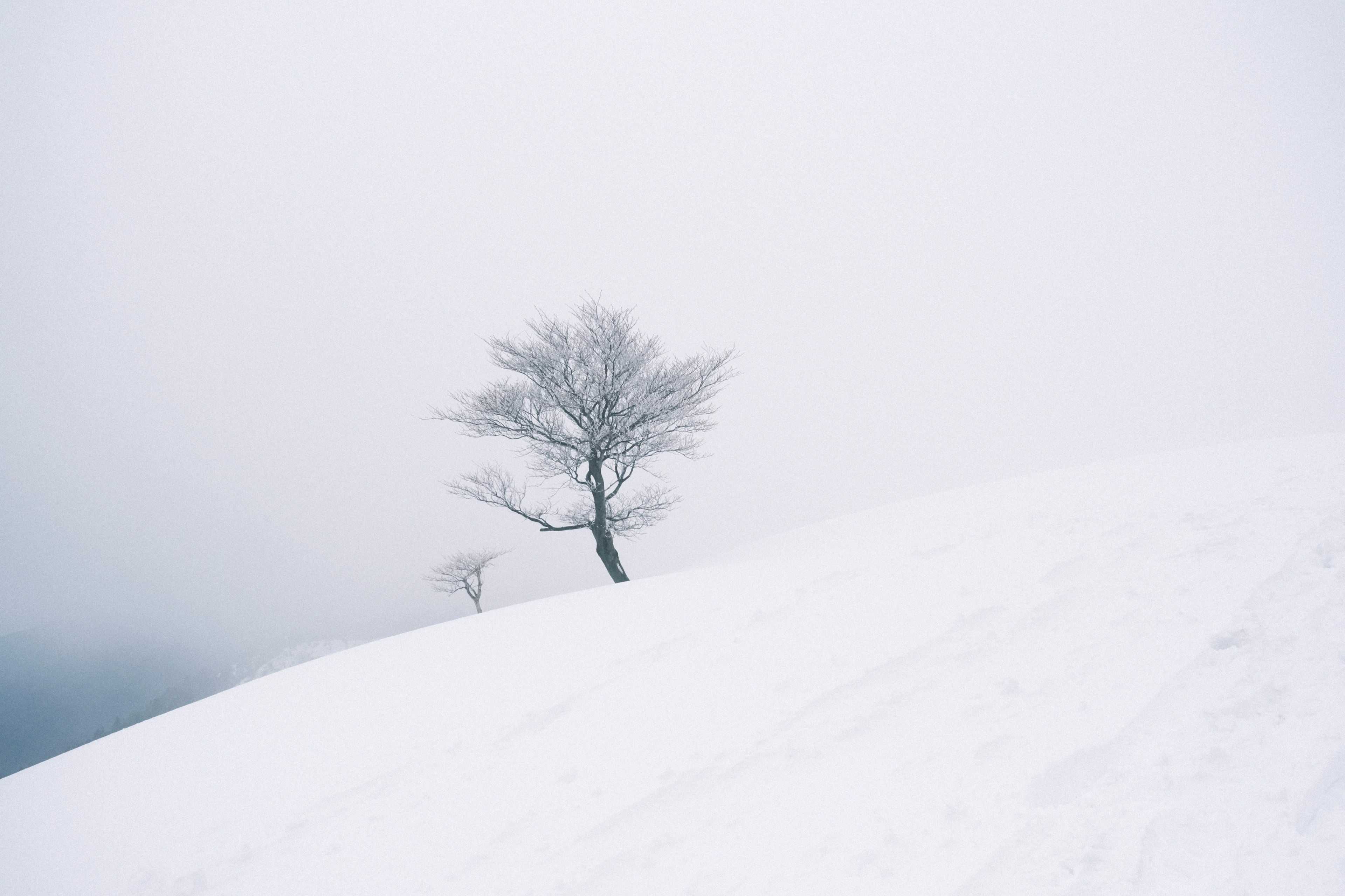 Lonely trees on a snow-covered hill under a foggy sky